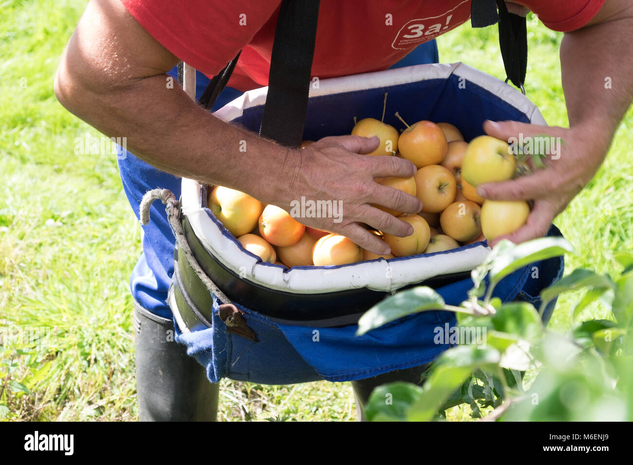 Arbeitnehmer pflücken Äpfel Stockfoto