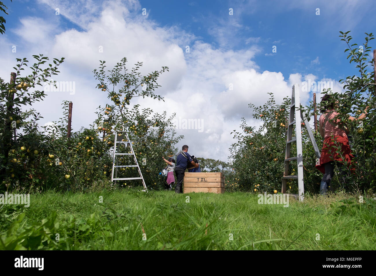 Obstpflücker in einem Obstgarten Stockfoto