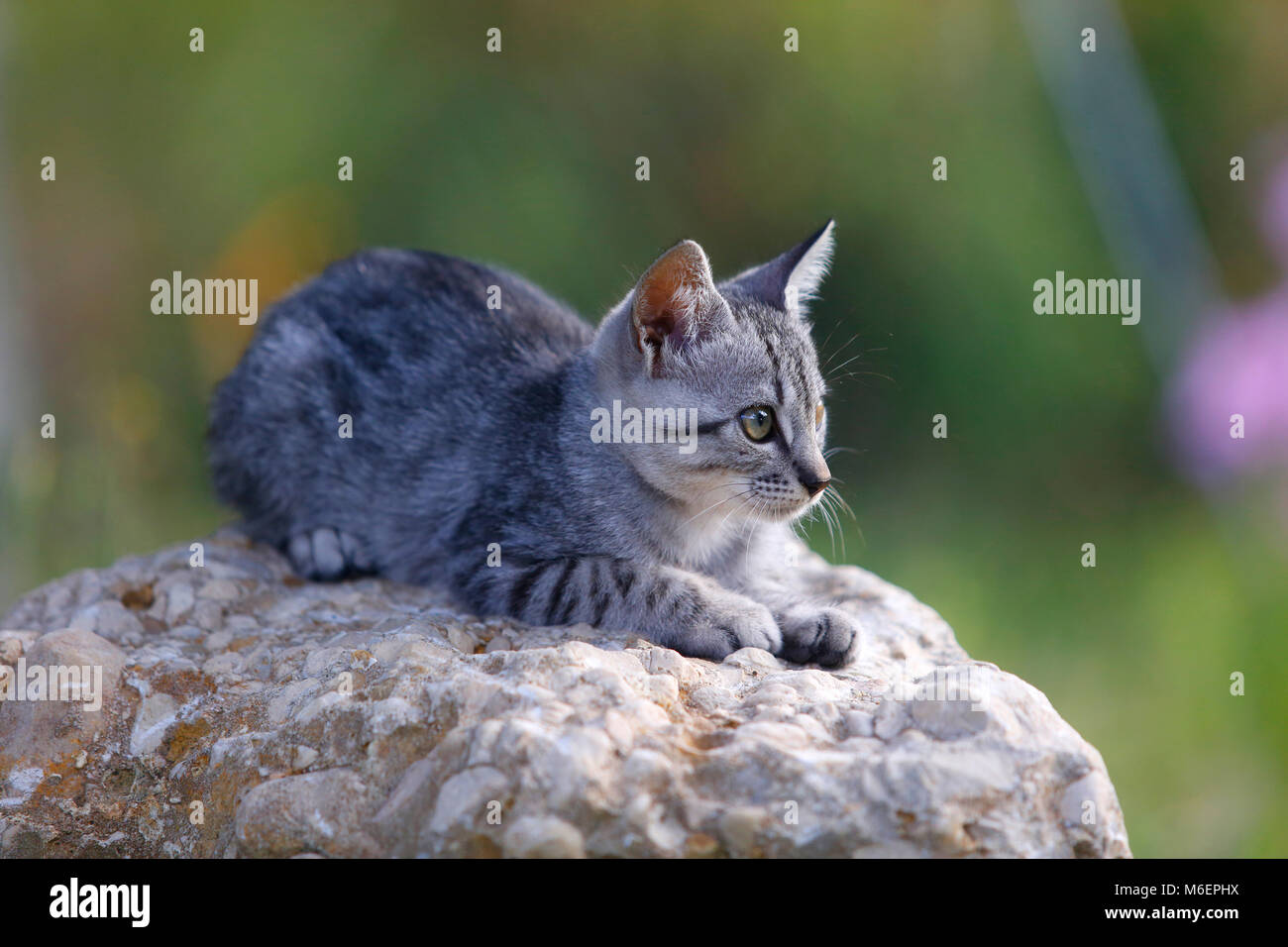 2 Monate altes Kätzchen saß auf einem Felsen. Stockfoto