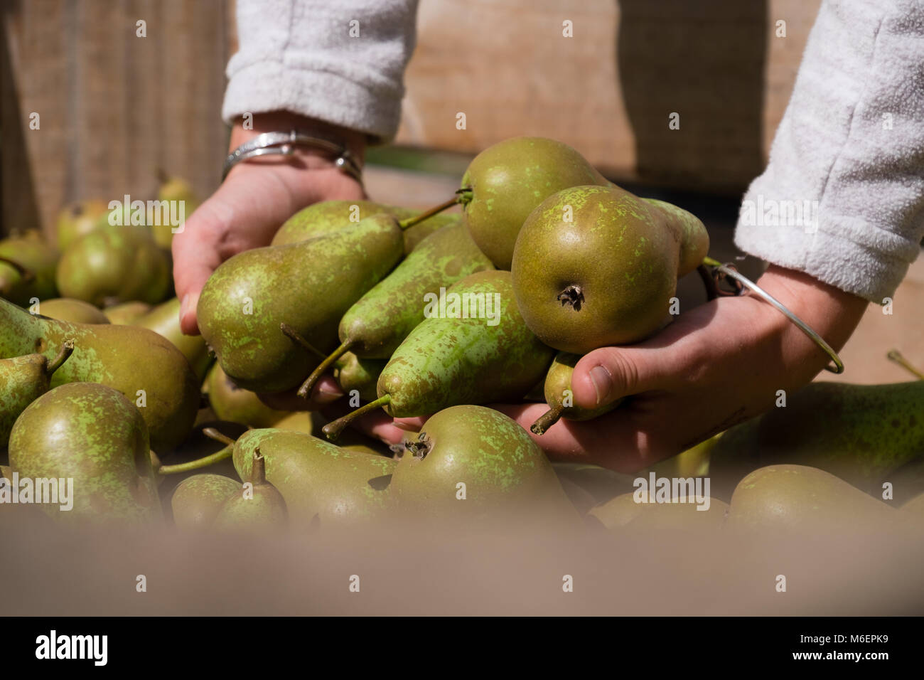 Hände, die Birnen auf Obst Farm Stockfoto