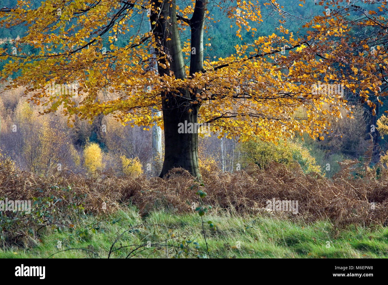 Wald im Herbst mit Farbtönen und Schattierungen von den Bäumen im Cannock Chase Wald ein bestimmtes Gebiet von außergewöhnlicher natürlicher Schönheit Stockfoto