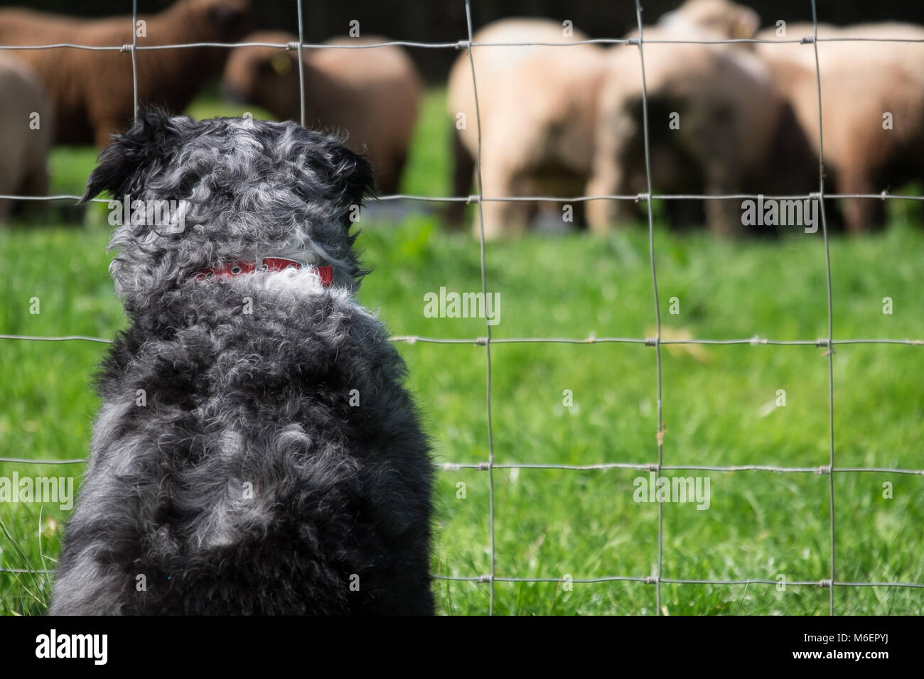 Schäferhund beobachten Schafe von hinter dem Zaun Stockfoto