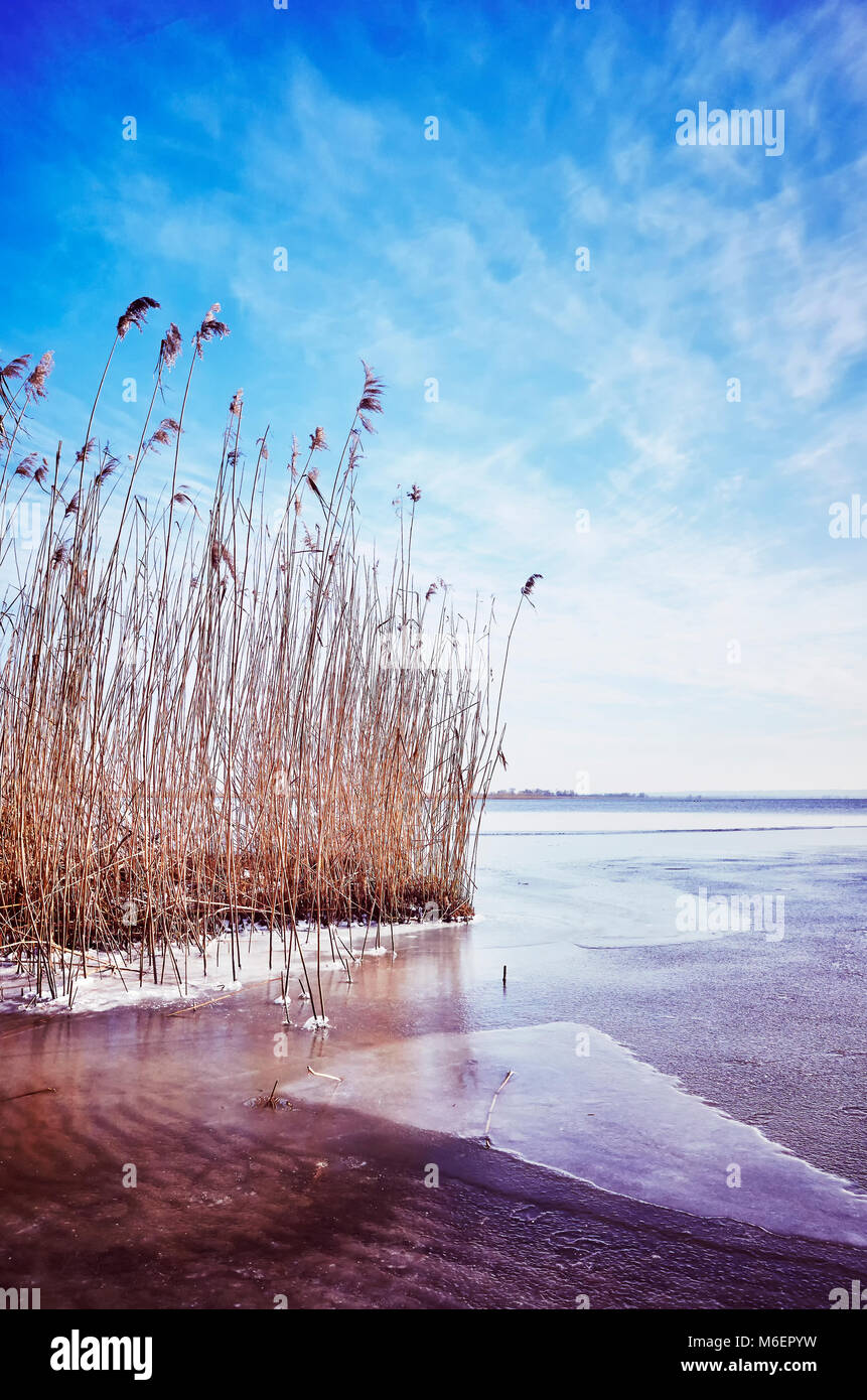 Malerische Winterlandschaft mit trockenen Schilf in einen zugefrorenen See, Farbe getonte Bild Stockfoto