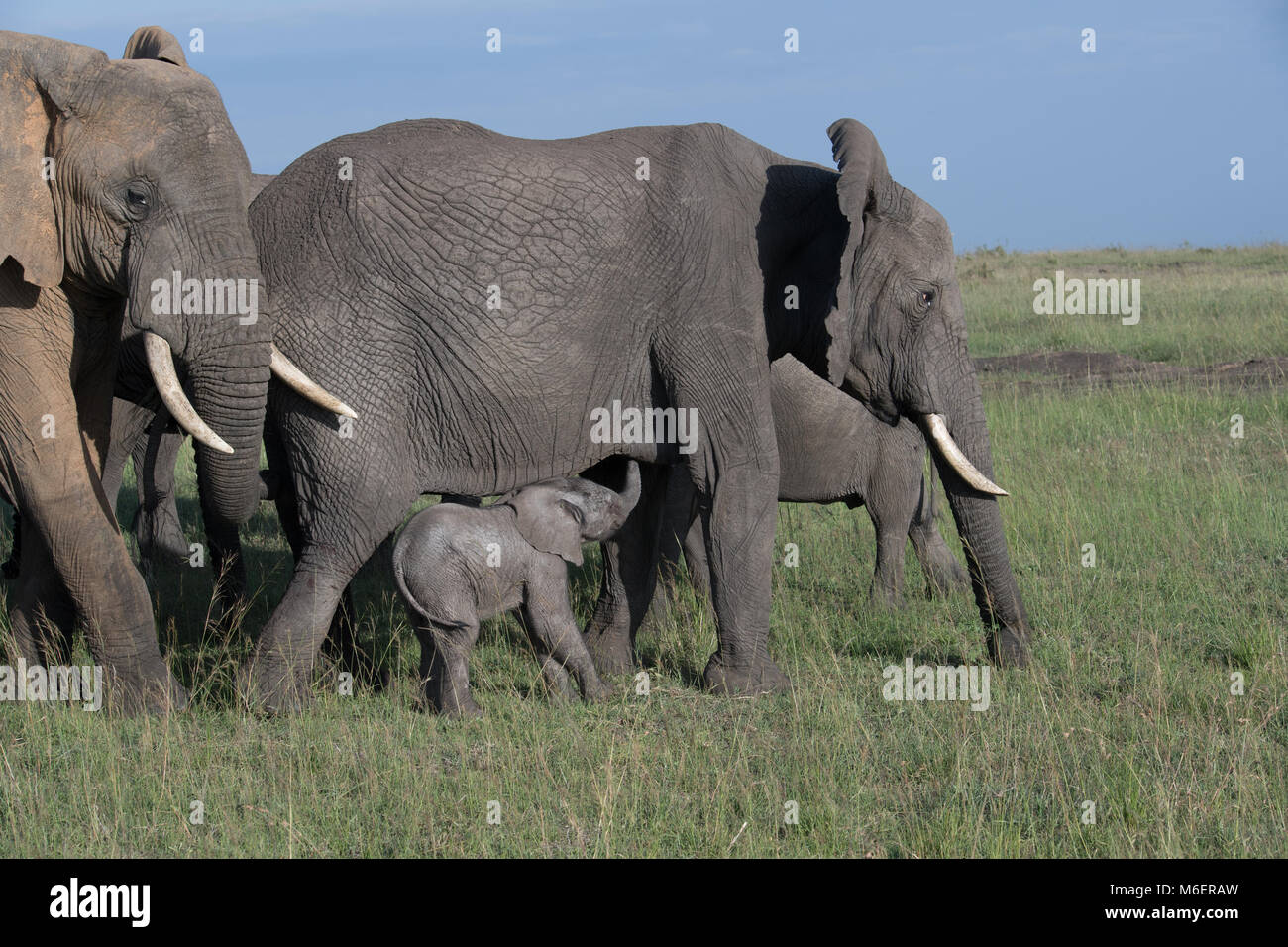 Elefantenfamilie - Afrikanische Tierwelt Stockfoto