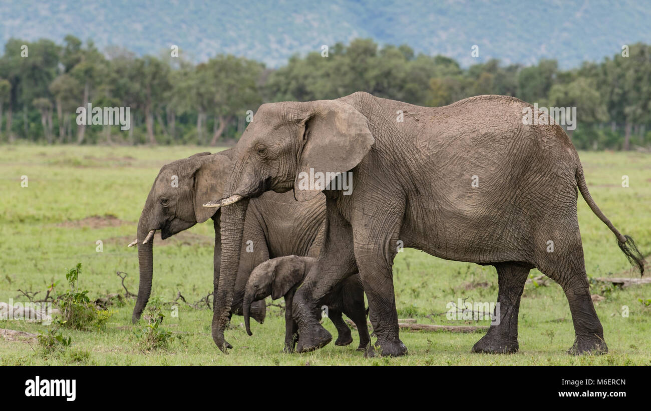 Elefantenfamilie - Afrikanische Tierwelt Stockfoto