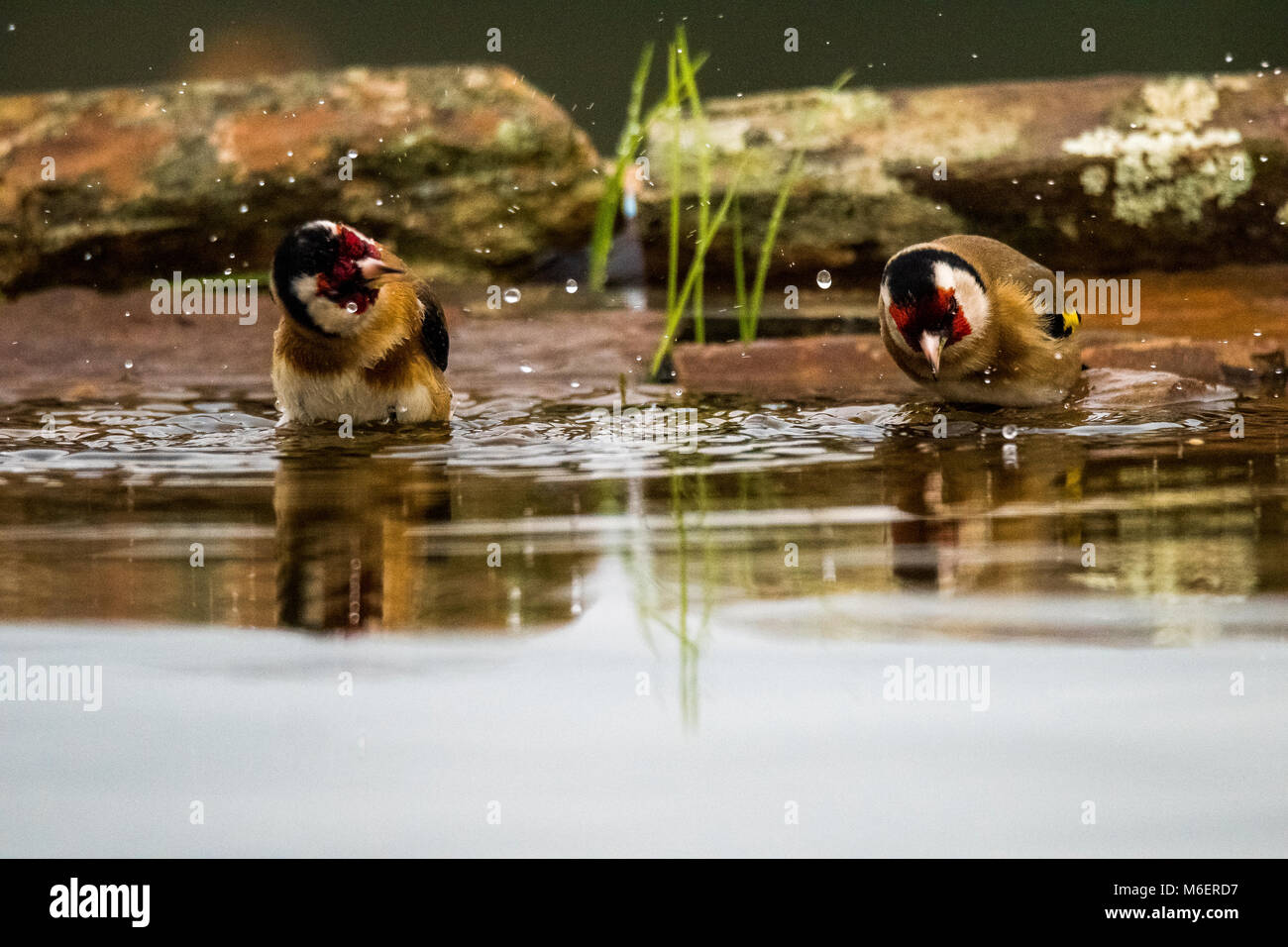 Stieglitz (Carduelis carduelis) Baden Stockfoto