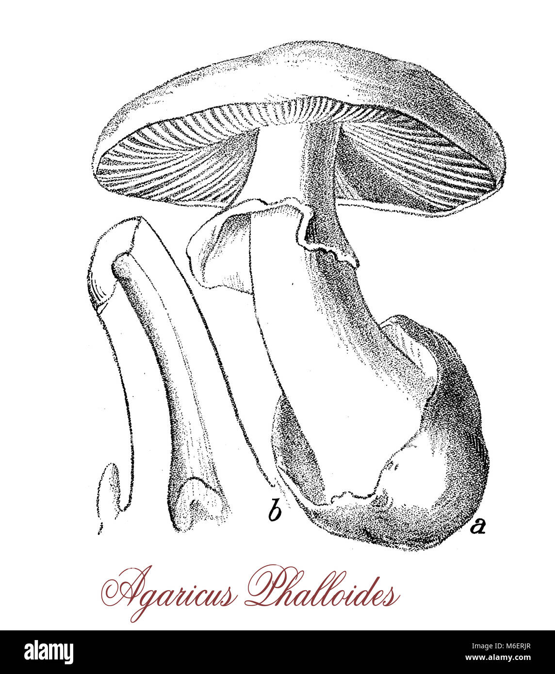 Vintage Gravur von Amanita phalloides oder Tod Kappe, tödlich giftigen Pilzes sehr ähnlich, essbare Pilze mit Gefahr des unbeabsichtigten Vergiftungen Stockfoto