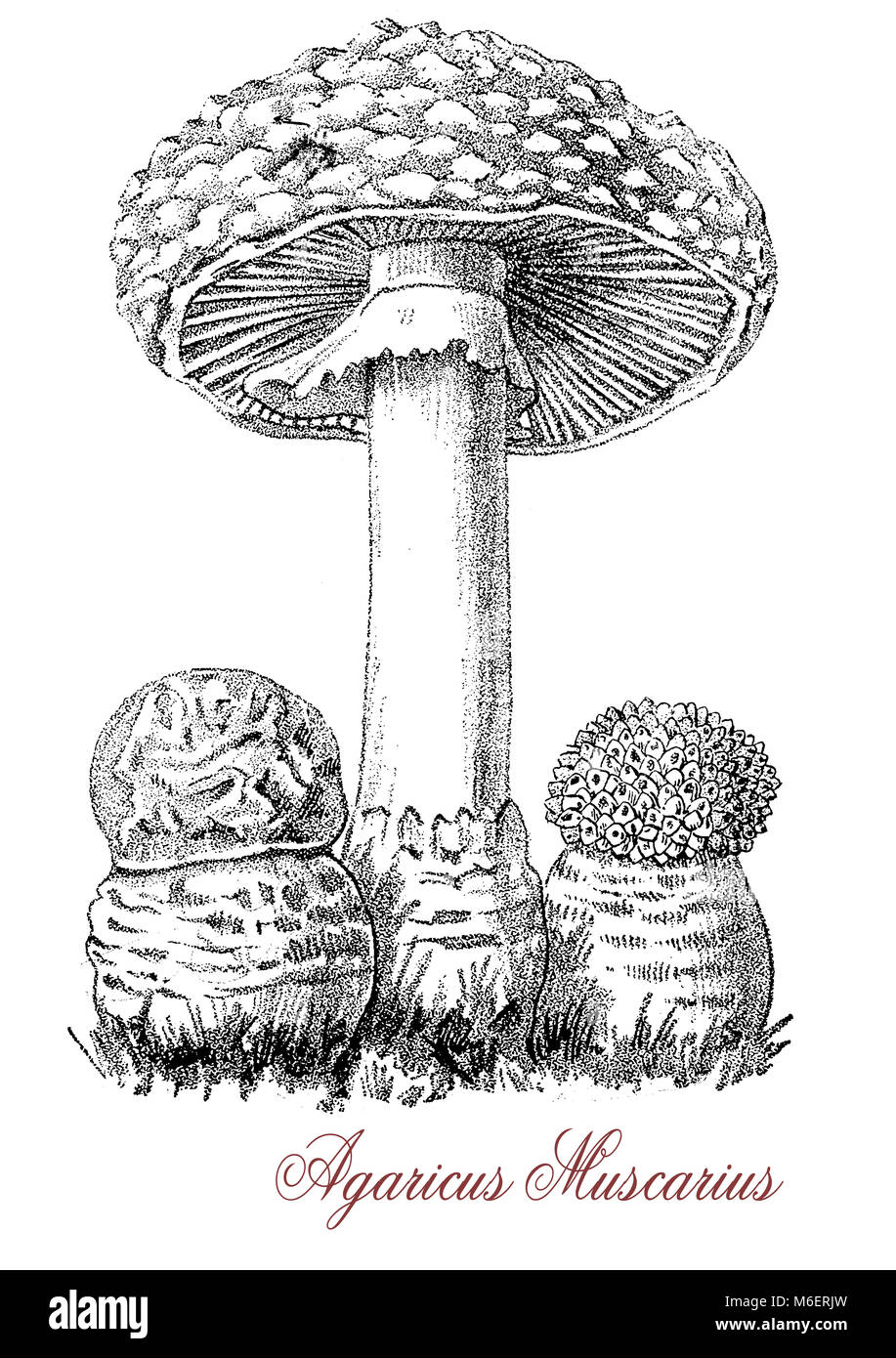 Jahrgang der Gravur des Agaricus Muscarius oder Amanita muscaria, Märchen Pilz mit roter Kappe und weiße Flecken, Gifte und Halluzinogene Stockfoto