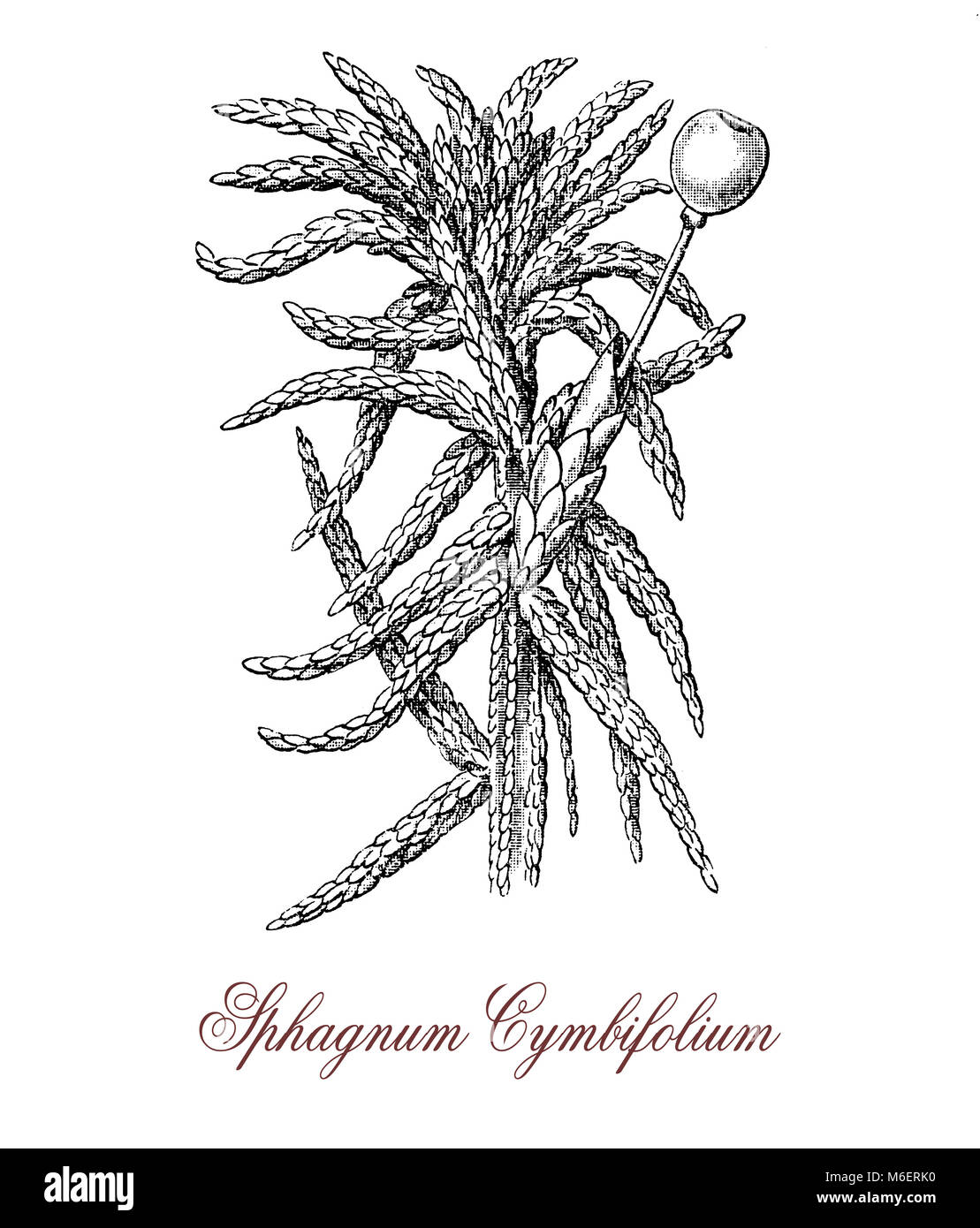 Vintage Gravur von Sphagnum palustre, eine Art Moos, die eine große Menge an Wasser mit seinen elastischen Fasern einweichen, wächst in feuchten Wäldern. Stockfoto