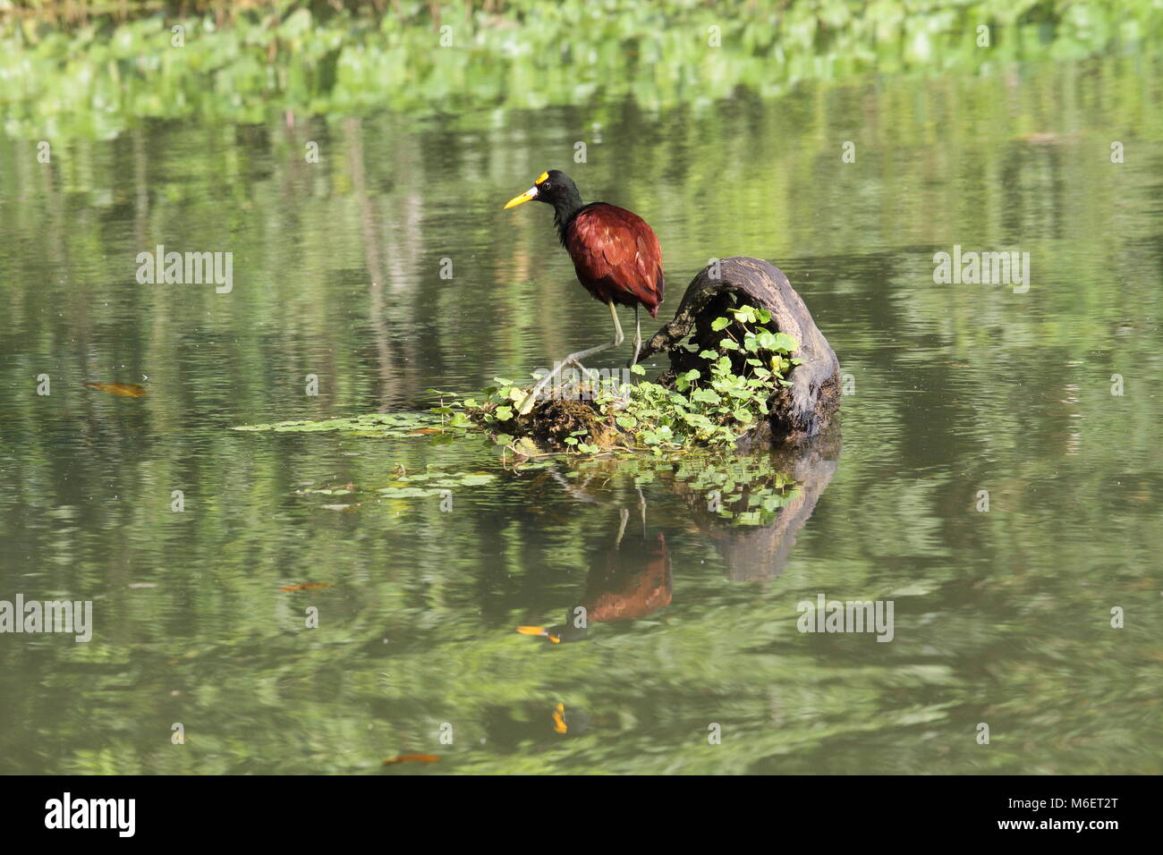 Nördlichen Blatthühnchen Stockfoto