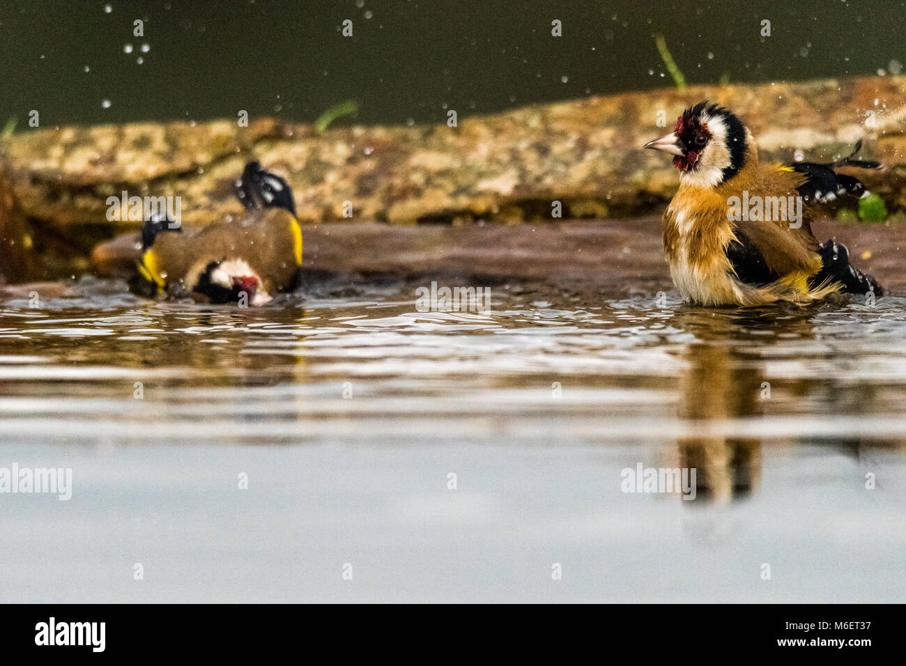 Stieglitz (Carduelis carduelis) Baden Stockfoto