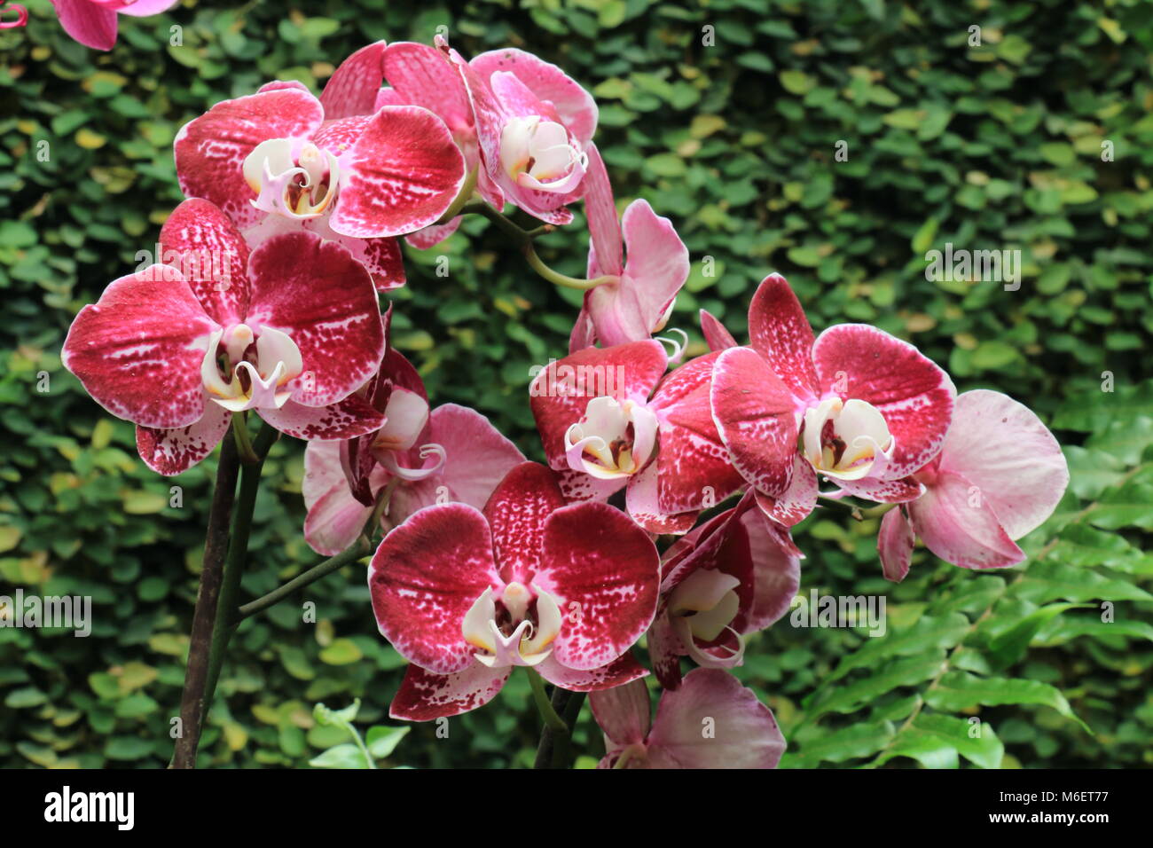 Orchideen Stockfoto