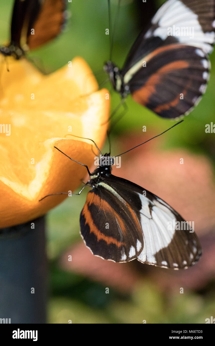 Schmetterling Nahaufnahme auf eine Orange Stockfoto