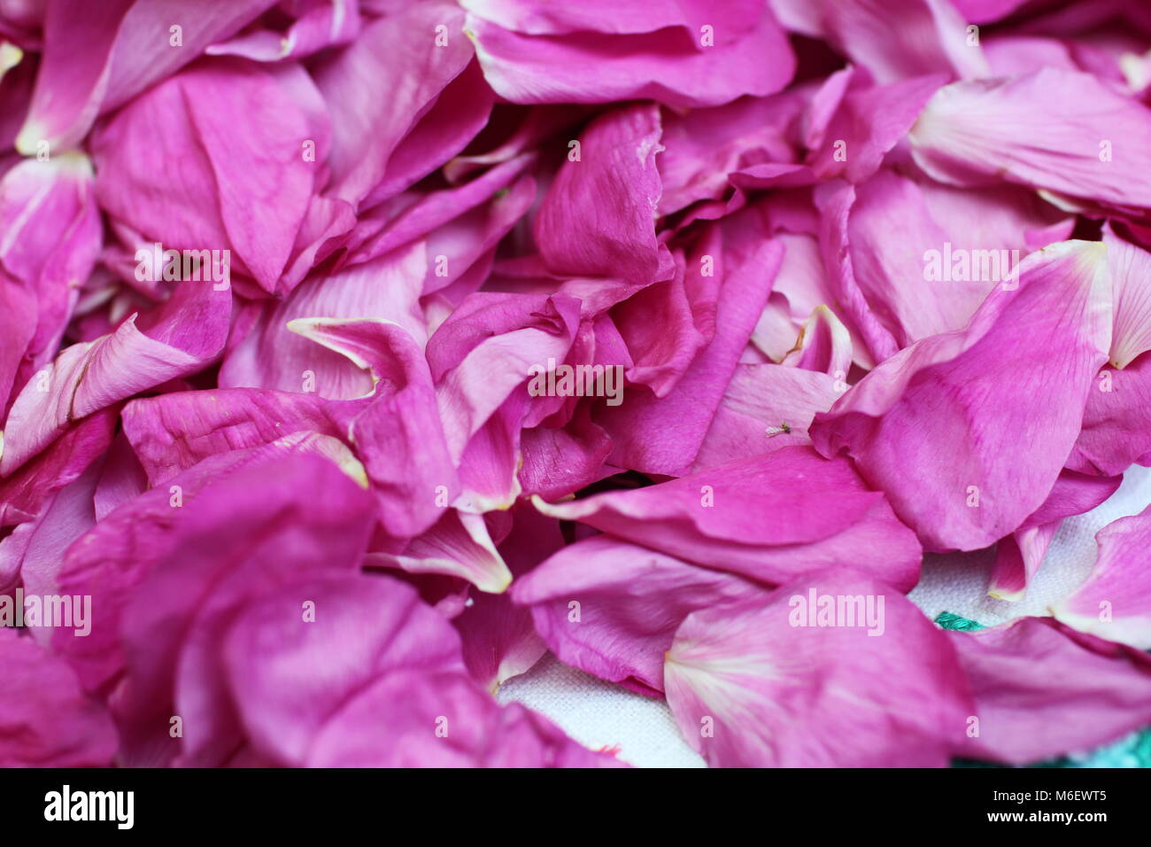 Blütenblätter Rot Rose Stockfoto