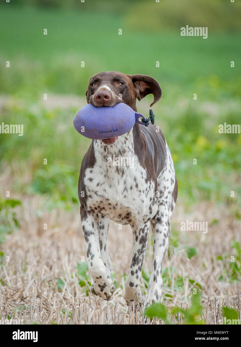 England, UK-German Pointer Hund läuft in einem Feld mit einer trainingspuppe im Maul Stockfoto