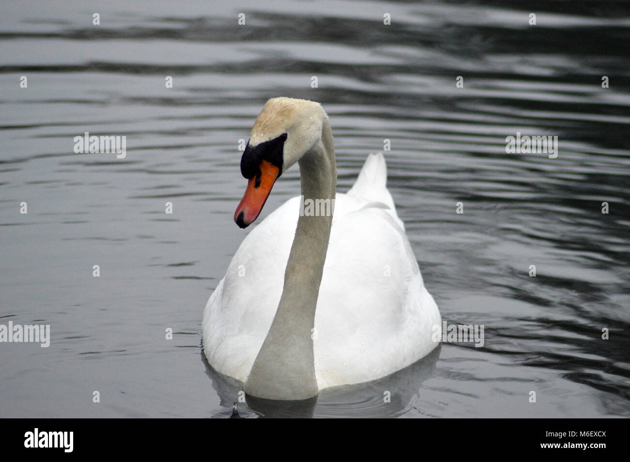 Schwan auf Singleton Park See, Swansea, Wales, UK, im späten Winter Stockfoto