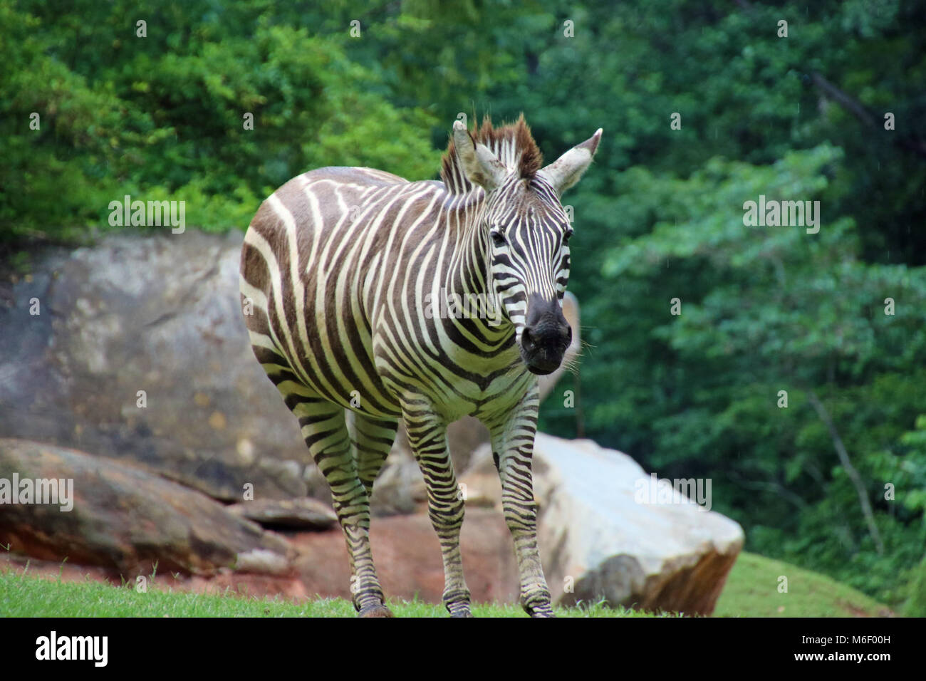 Zebras auf der North Carolina Zoo Stockfoto