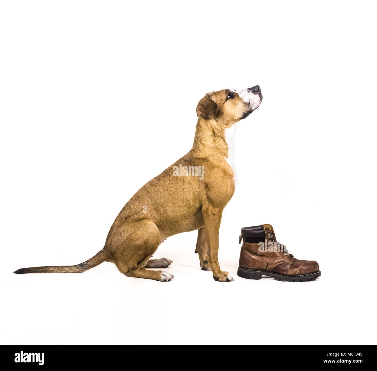 Hund und Boot Stockfoto