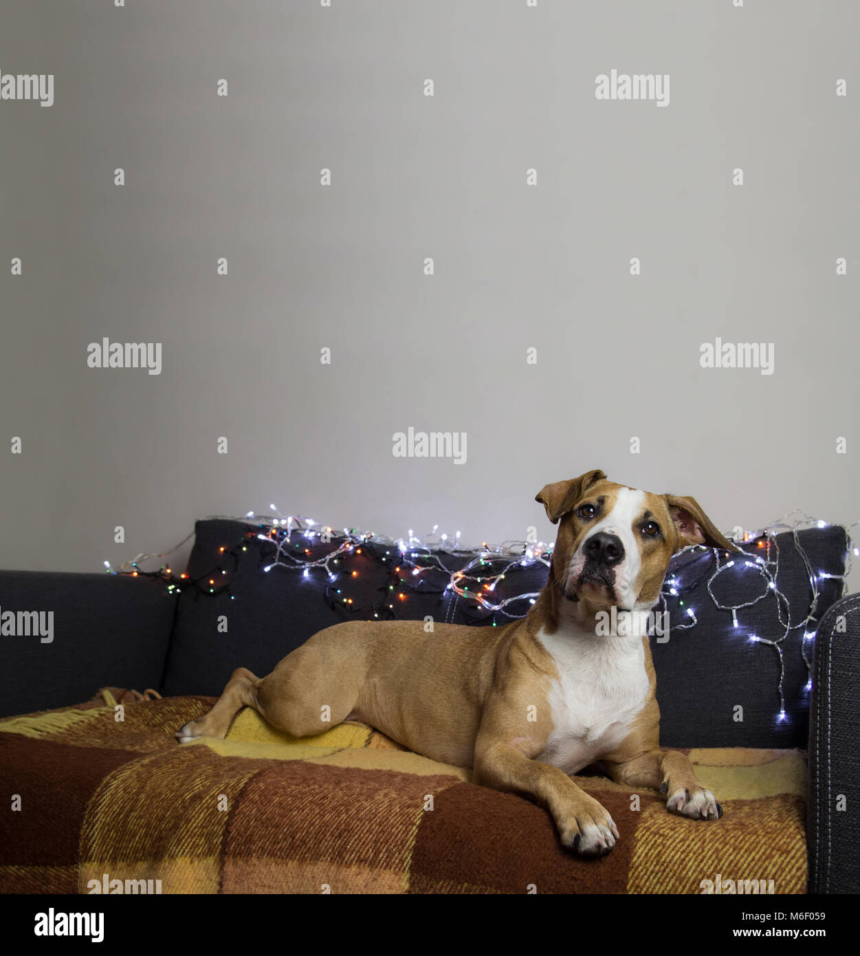 Überrascht Hund auf der Couch im Wohnzimmer mit Weihnachtsbaum und weiße Wand Stockfoto