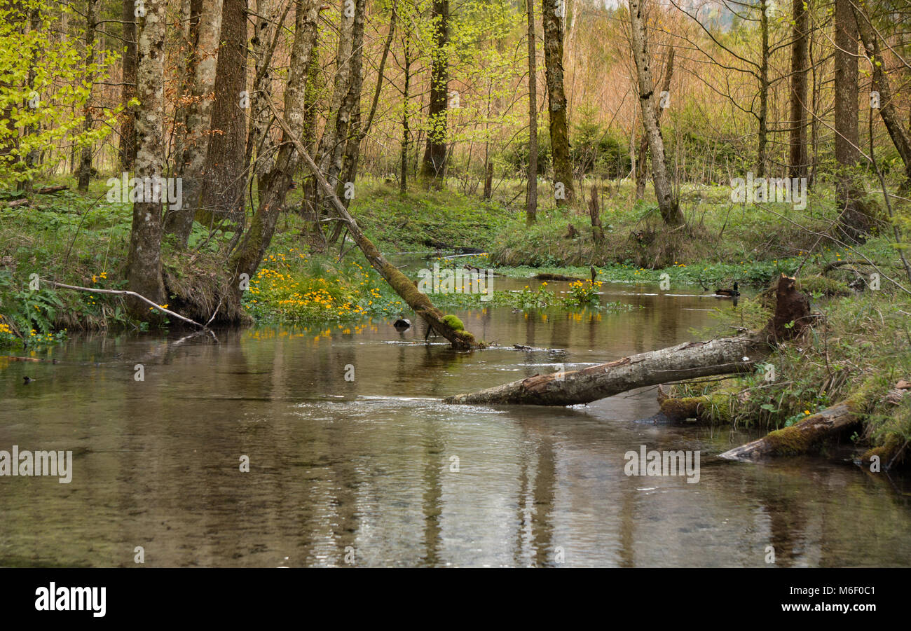 Schöne, bunte Szene mit einen kleinen, kristallklaren Bach fließt durch ein gemäßigtes Wald, während eine Ente schwimmt vorsichtig hinter Stockfoto