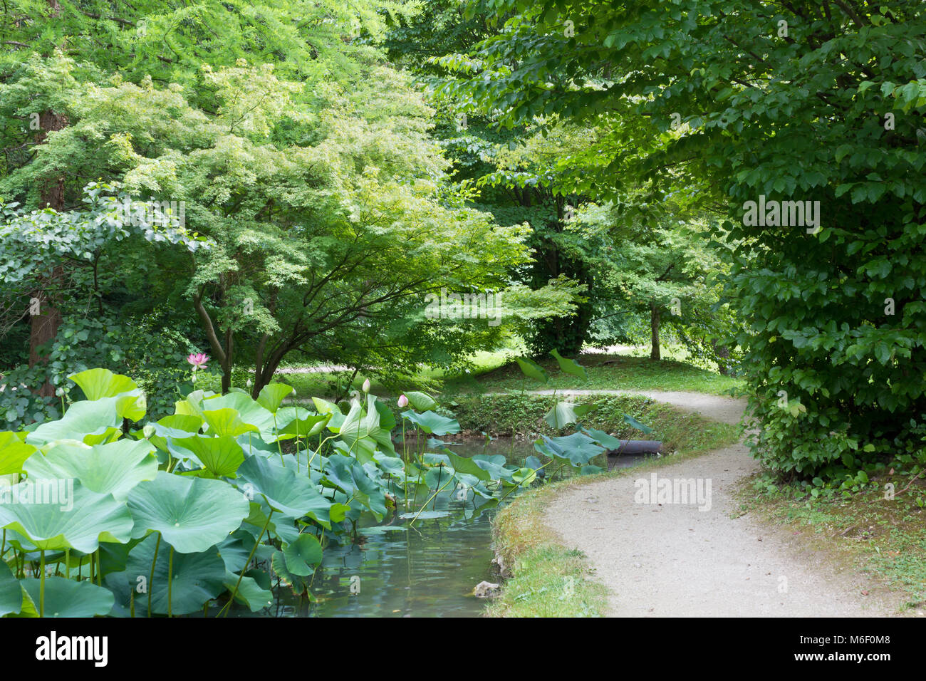 Blumen im teich Fotos und Bildmaterial in hoher Auflösung Alamy