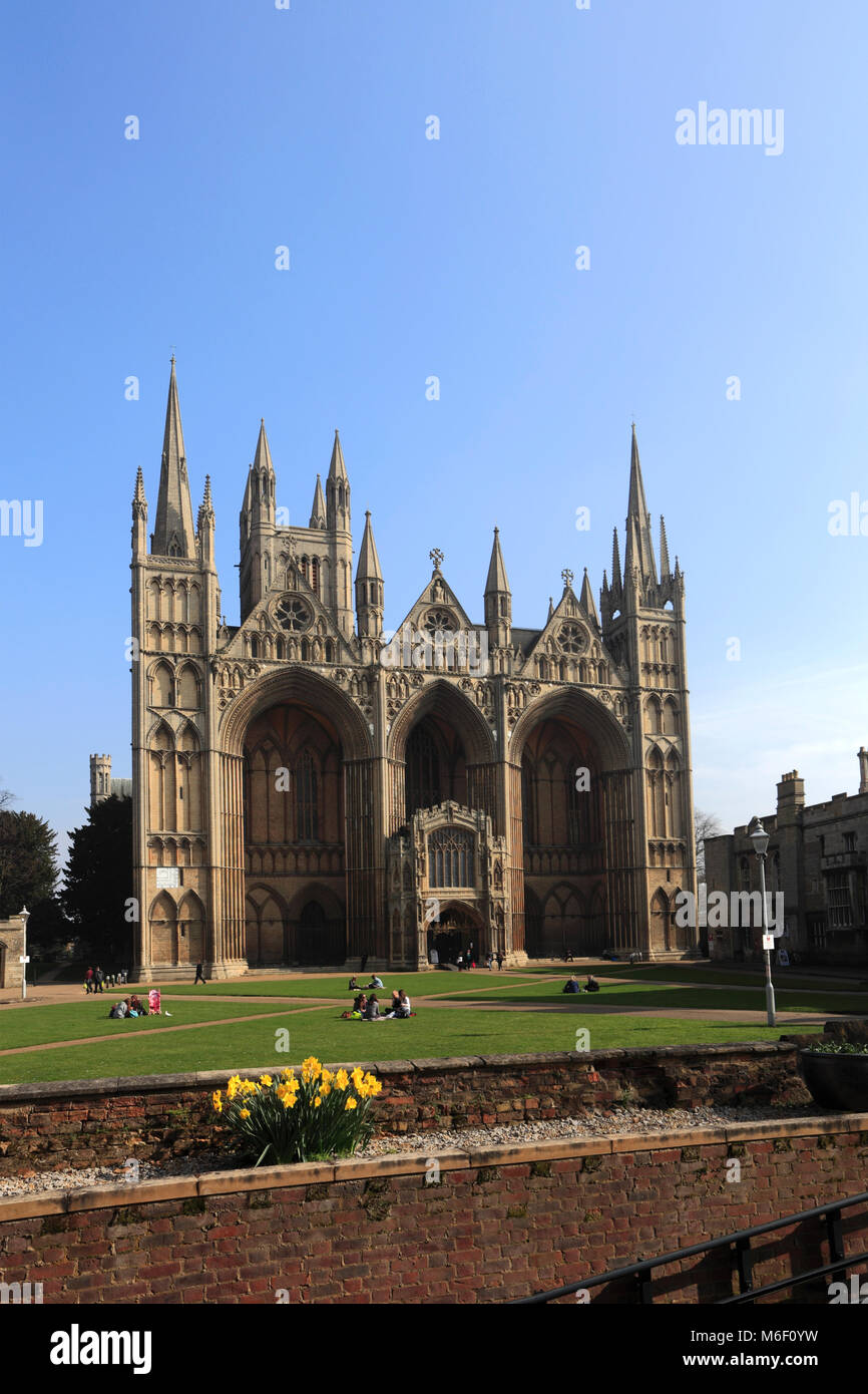 Frühling Narzissen, West Front Elevation von Peterborough Kathedrale, Cambridgeshire, England; Großbritannien; UK Stockfoto