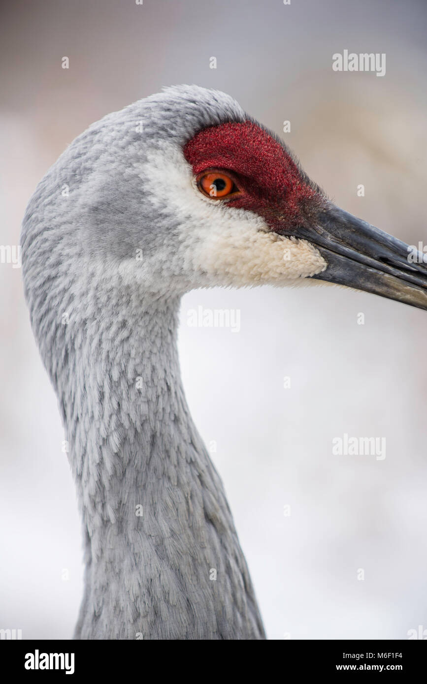 Head View der Sandhill Crane (Antigone canadensis), E USA, von Bruce Montagne/Dembinsky Foto Assoc Stockfoto