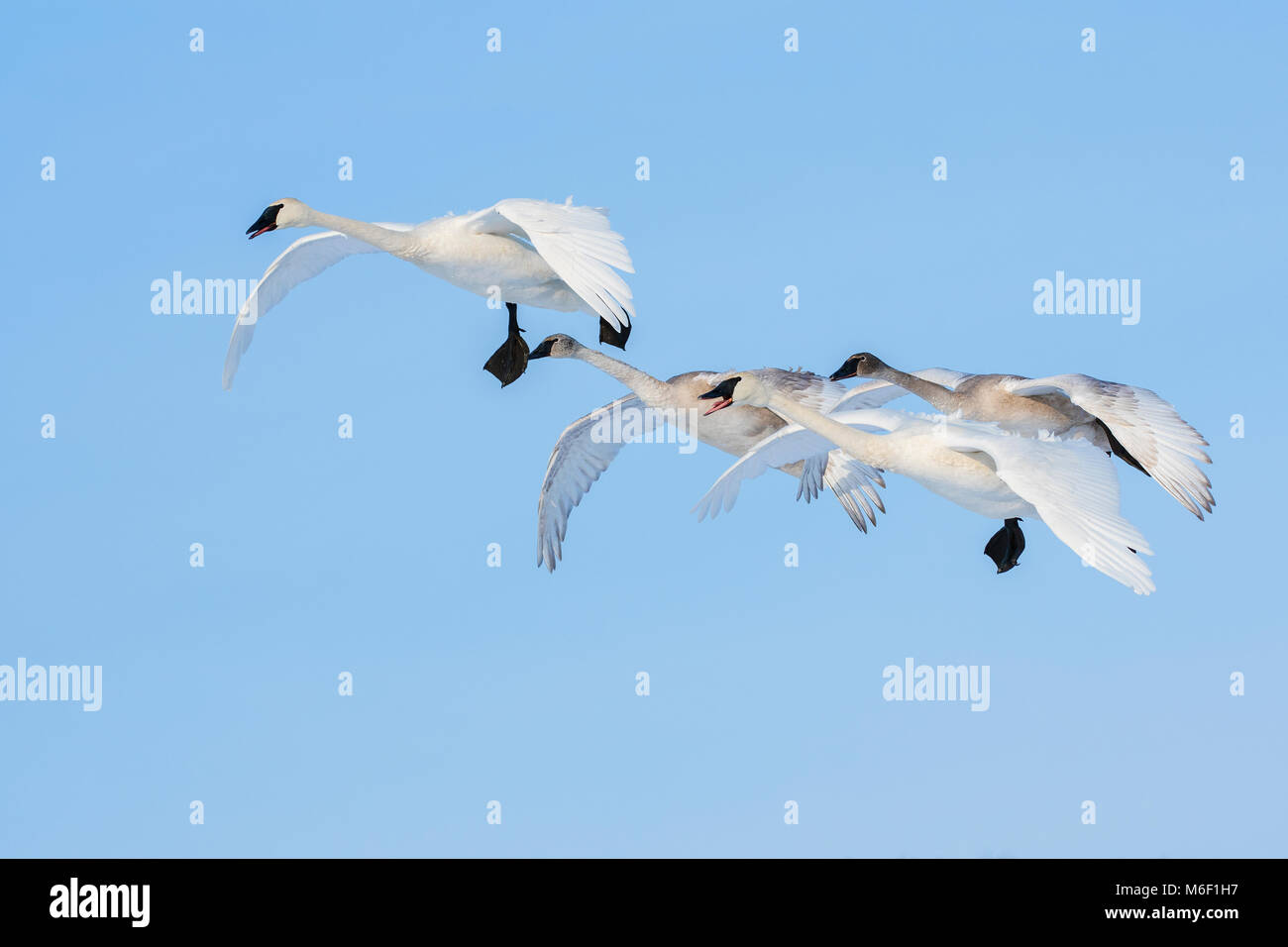 Trumpeter swan family Unit (Cygnus buccinator), St. Croix River zwischen Minnesota und Wisconsin. WI USA, von Dominique Braud/Dembinsky Foto Assoc Stockfoto