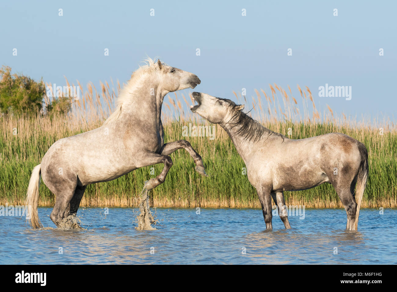 Camargue Pferde Sparring in der Nähe von Saintes Maries de la Mer, Frankreich. Anfang Mai, von Dominique Braud/Dembinsky Foto Assoc Stockfoto