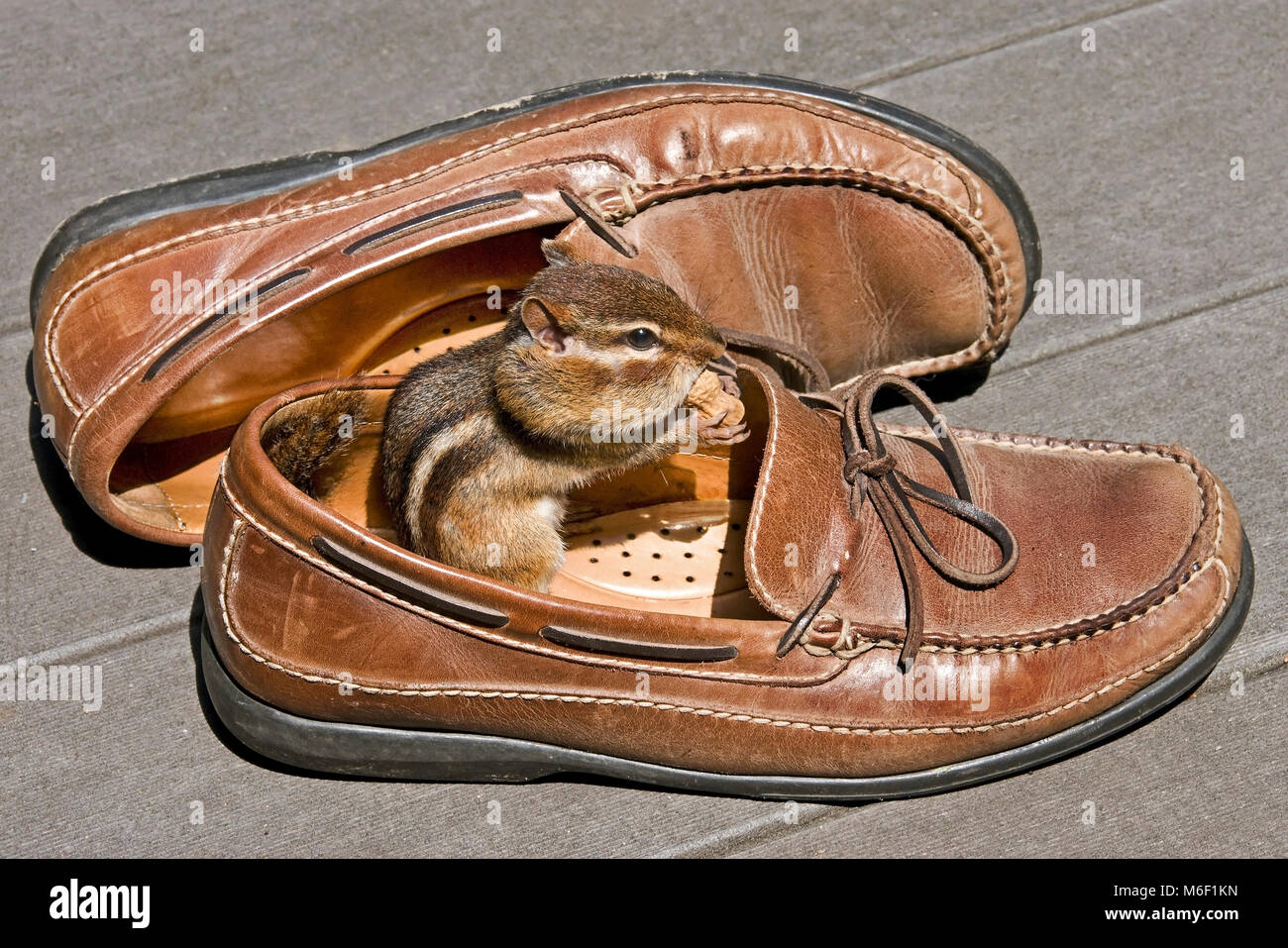 Östlichen Streifenhörnchen (Tamias striatus) essen Erdnuss im Schuh, E USA, durch Überspringen Moody/Dembinsky Foto Assoc Stockfoto