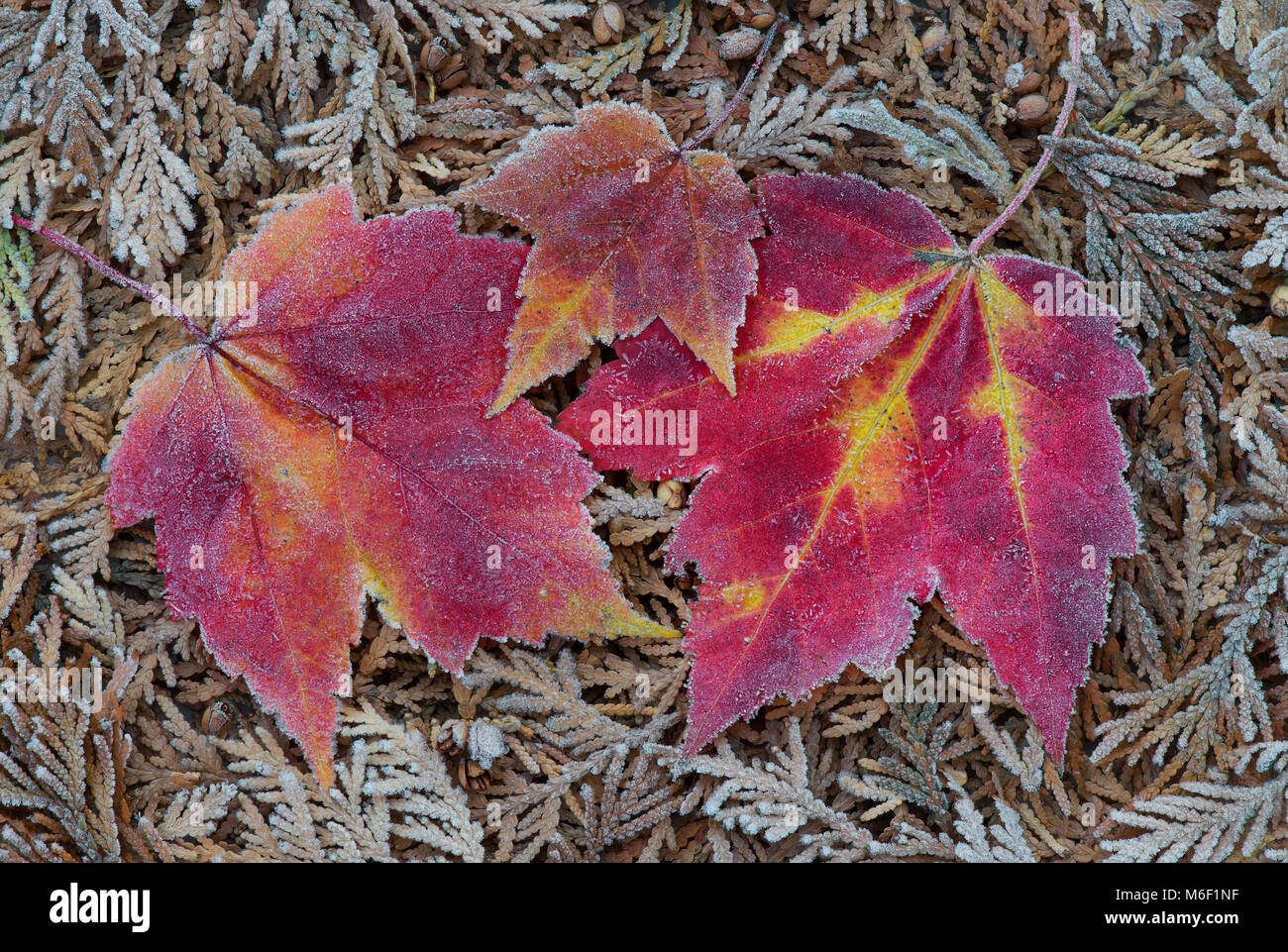 Frost auf Ahorn Blätter, durch Überspringen Moody/Dembinsky Foto Assoc Stockfoto