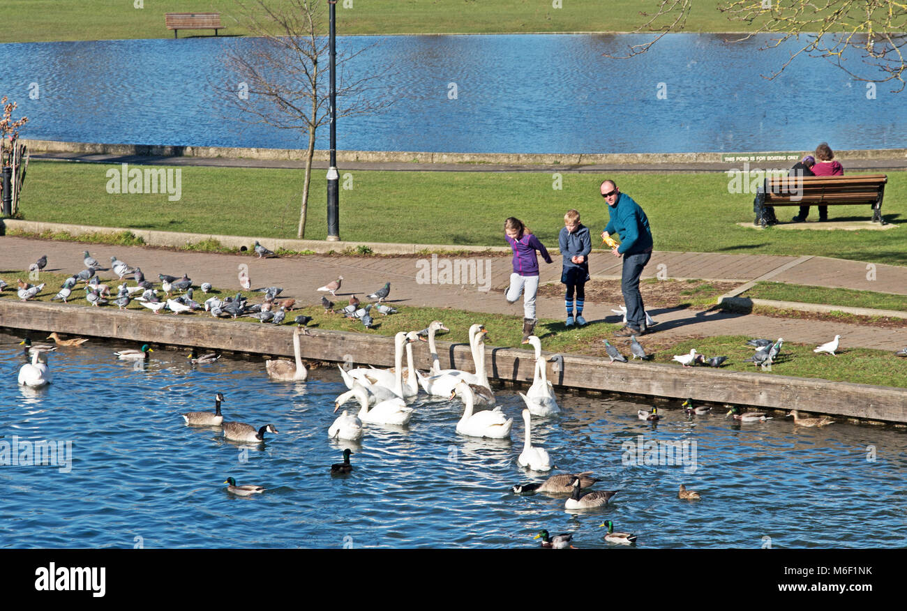 Newport, Kennet and Avon Canal, Berkshire, England Fütterung Schwäne Stockfoto