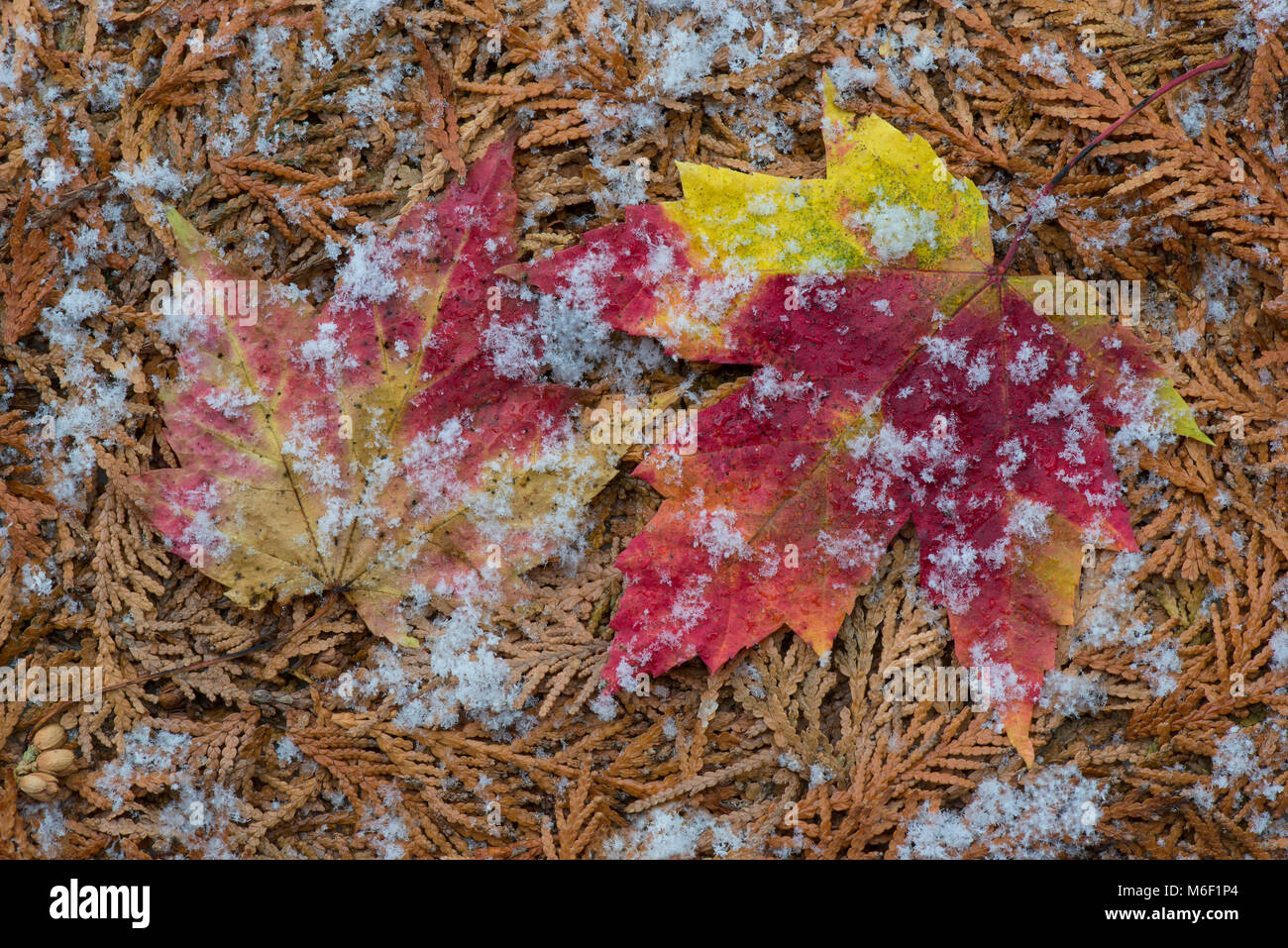 Frost auf Ahorn Blätter, durch Überspringen Moody/Dembinsky Foto Assoc Stockfoto