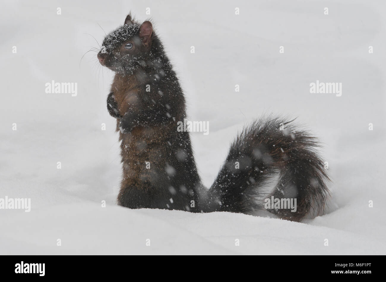 Graue Eichhörnchen (Sciurus carolinensis), dunkle Form, aka Schwarze Eichhörnchen, Winter, Michigan USA von Skip Moody/Dembinsky Foto Assoc Stockfoto