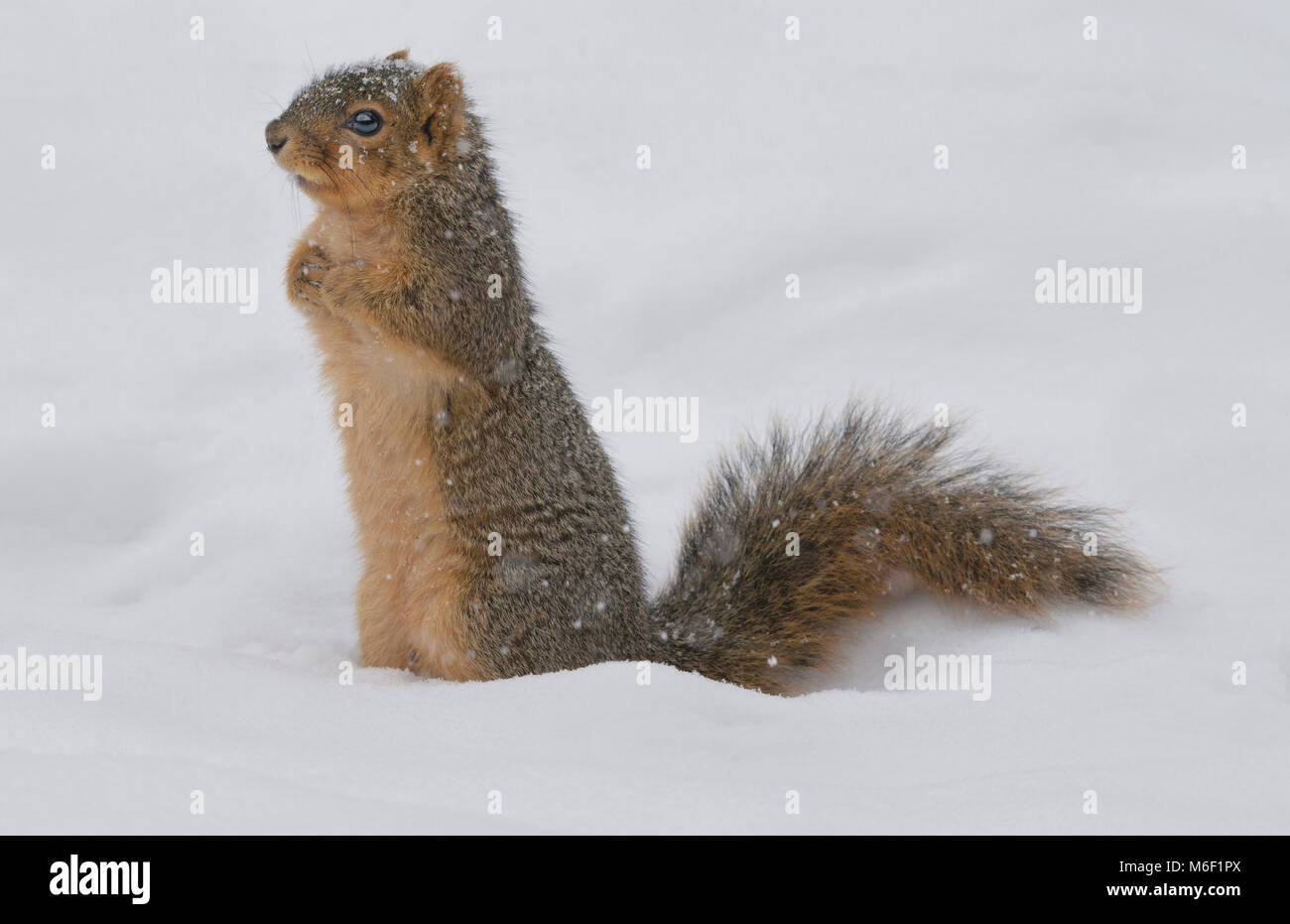 Fuchs Eichhörnchen (sciurus Niger), Winter, E USA von Skip Moody/Dembinsky Foto Assoc Stockfoto