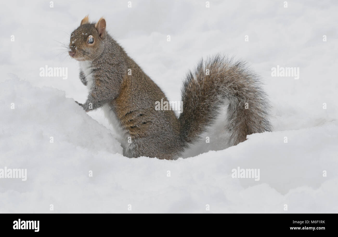 Graue Eichhörnchen (Sciurus carolinensis), Winter, Michigan USA von Skip Moody/Dembinsky Foto Assoc Stockfoto