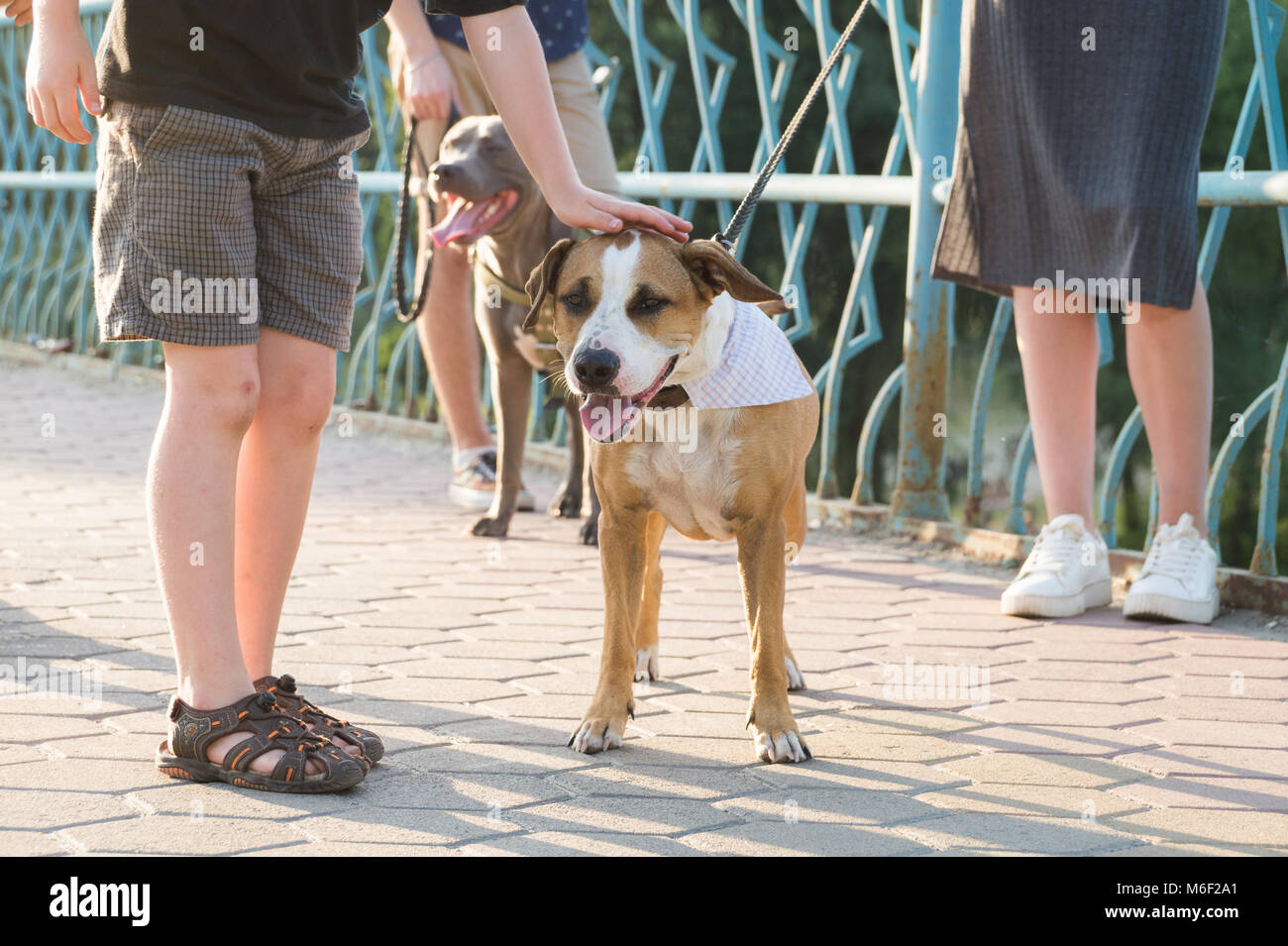 Kind Klapse sozialisierte Hund in den Park an einem sonnigen Tag Stockfoto