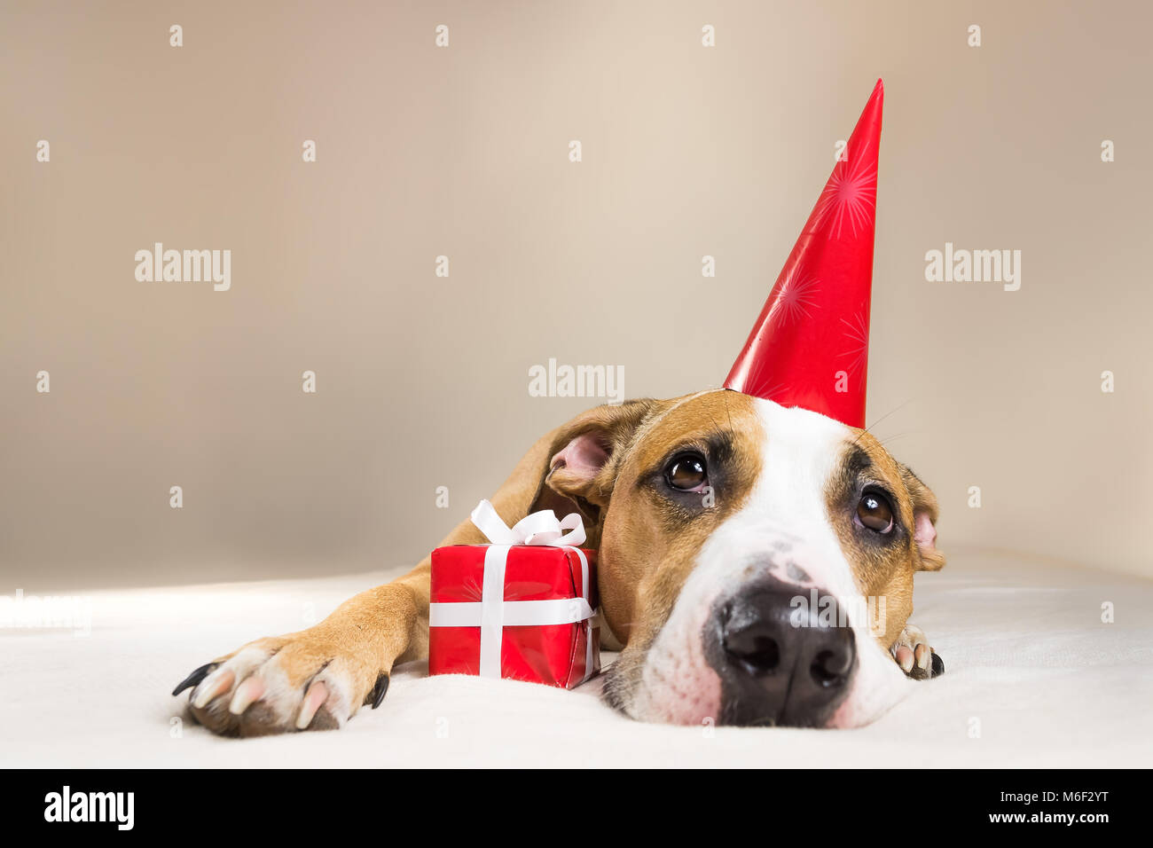Die 30 Besten Ideen Zu Happy Birthday Hund Happy Birthday Die 30 Besten Ideen Zu Happy Birthday Hund Happy Birthday
