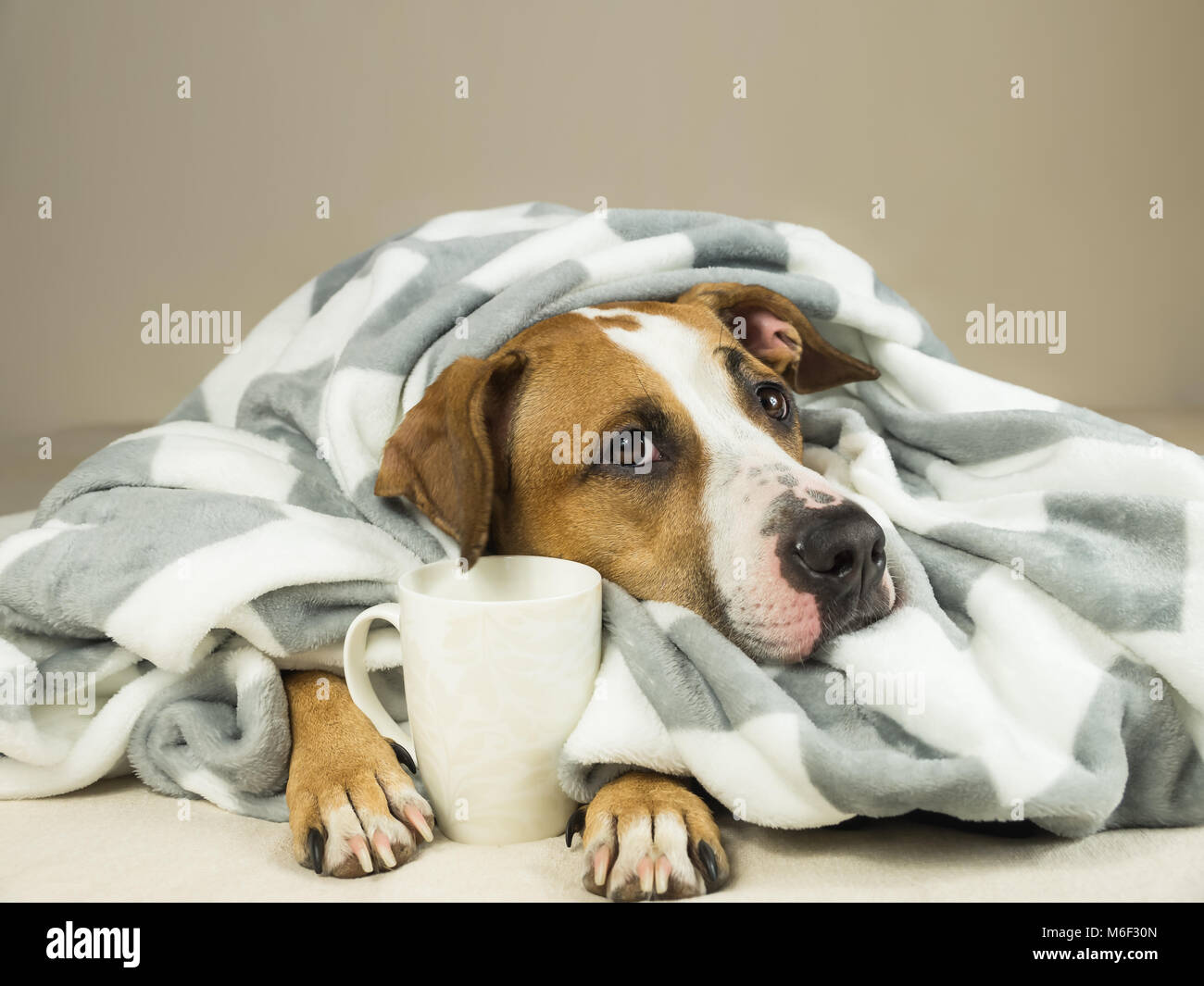 Cute Staffordshire Terrier Hund mit ausdrucksvollen Augen Knuddel in Throw Blanket und hält Tasse Tee oder Kaffee. Junge pitbull pet im Bett in Plaid gewickelt Stockfoto