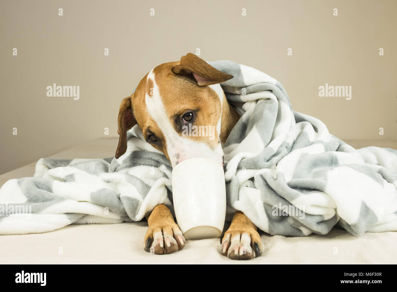 Cute funny Hund im Bett mit Plaid und Schale posieren. Junge Staffordshire Terrier Hund Knuddel in Throw Blanket und hält weiße Tasse, vortäuschen, Tee zu trinken Stockfoto