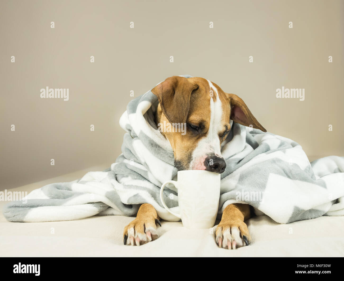 Cute funny Hund im Bett mit Plaid und Schale posieren. Junge Staffordshire Terrier Hund Knuddel in Throw Blanket und hält weiße Tasse, vortäuschen, Tee zu trinken Stockfoto
