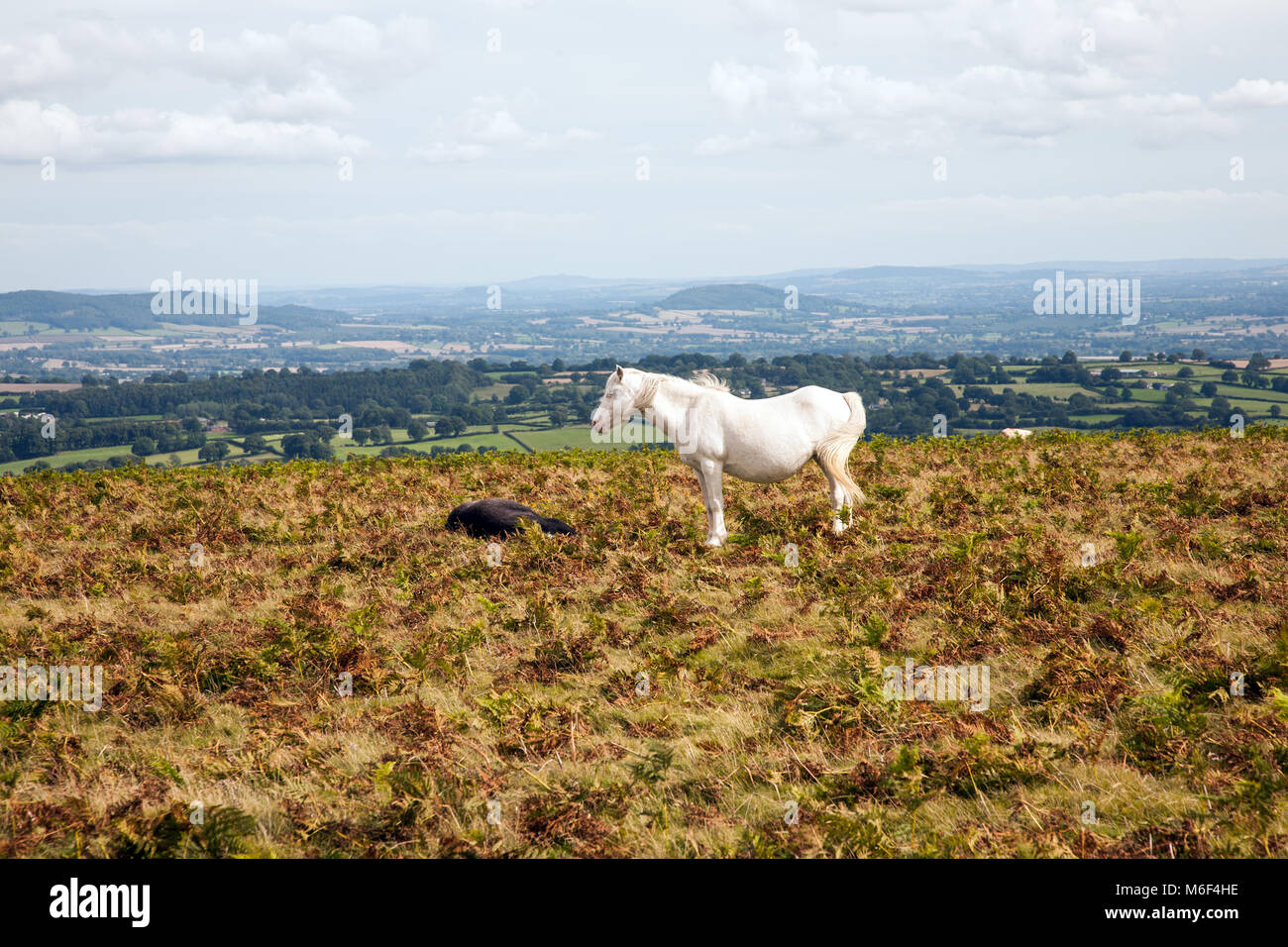 Ponys/Pferde auf Hergest Ridge in der Nähe von Kington Powys Teil der Offa's Dyke lange Distanz nationalen Wanderweg Stockfoto