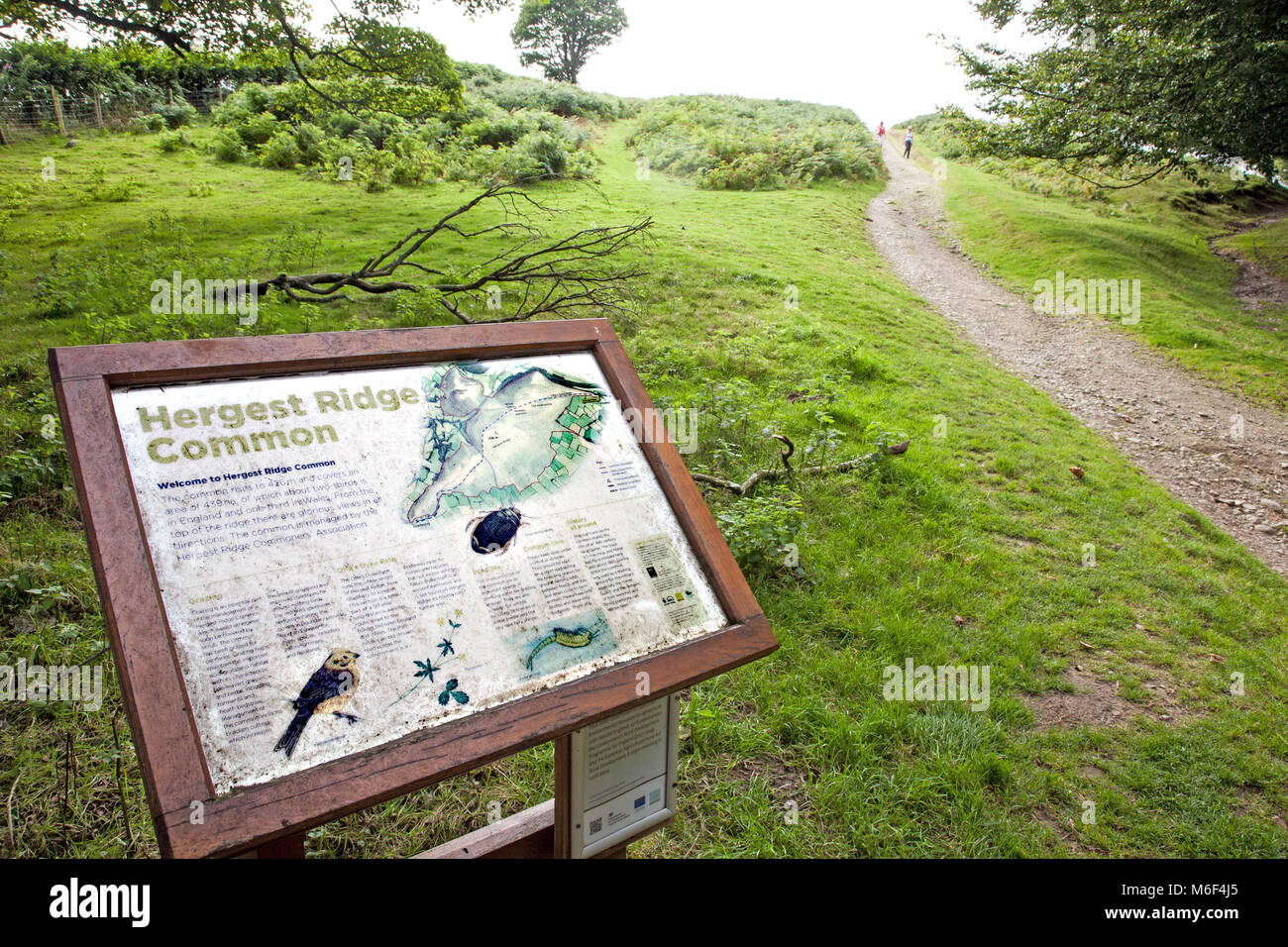 Hergest Ridge auf Kington Powys mit dem Offa's Dyke lange Distanz nationalen Wanderweg Führen weg von der Hill Stockfoto