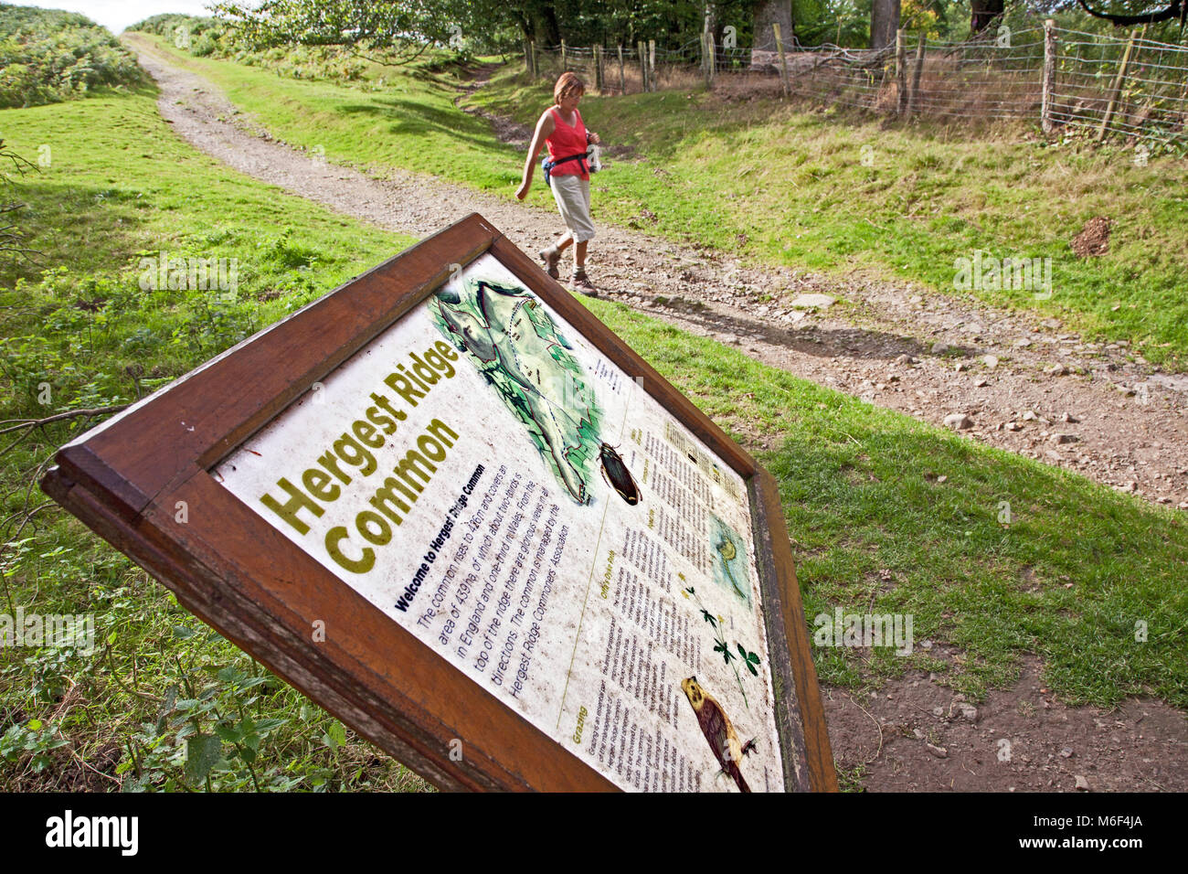 Frau gehen weg Hergest Ridge auf Kington Powys beim Gehen auf der Offa's Dyke lange Distanz nationalen Wanderweg Stockfoto
