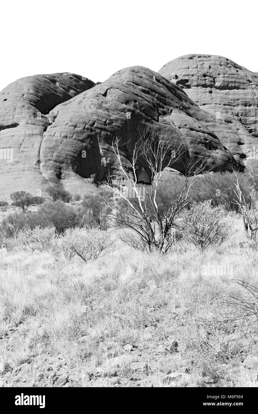 In Australien das Outback Canyon und den Baum in der Nähe von Mountain in der Natur Stockfoto