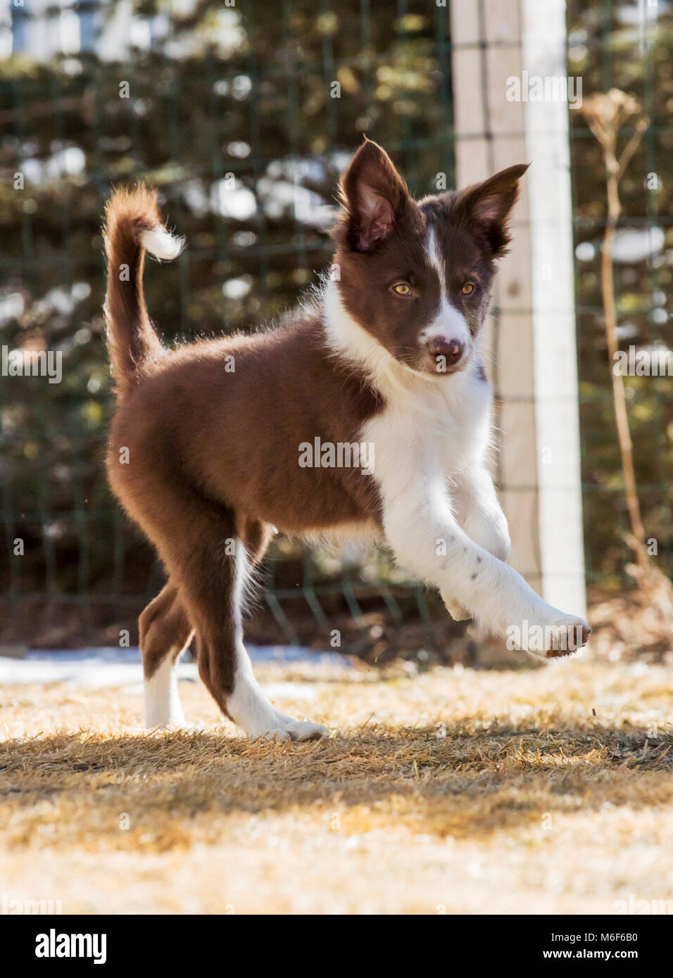 Neun Wochen alten Border Collie Welpe läuft außerhalb Stockfoto