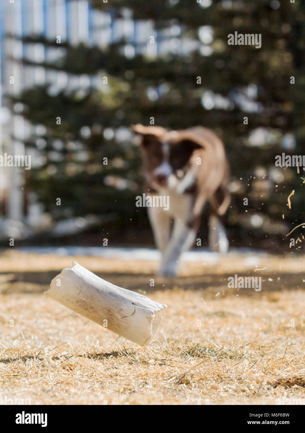 Neun Wochen alten Border Collie Welpe läuft außerhalb Stockfoto