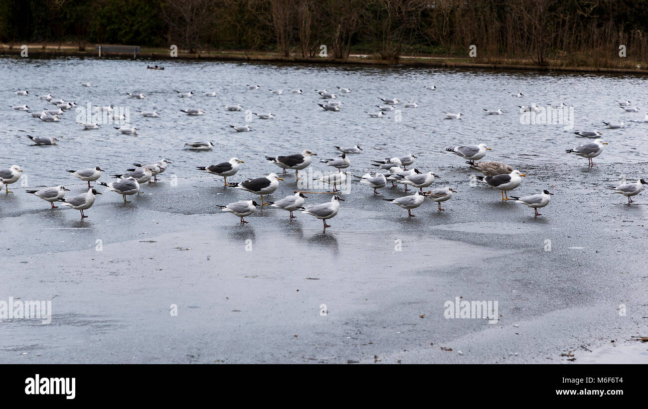 Eine große Anzahl von Möwen auf dem Acker Grube, Warrington, Cheshire. Einige sind das auf dem Wasser, während andere stehen auf der gefrorenen Oberfläche Stockfoto