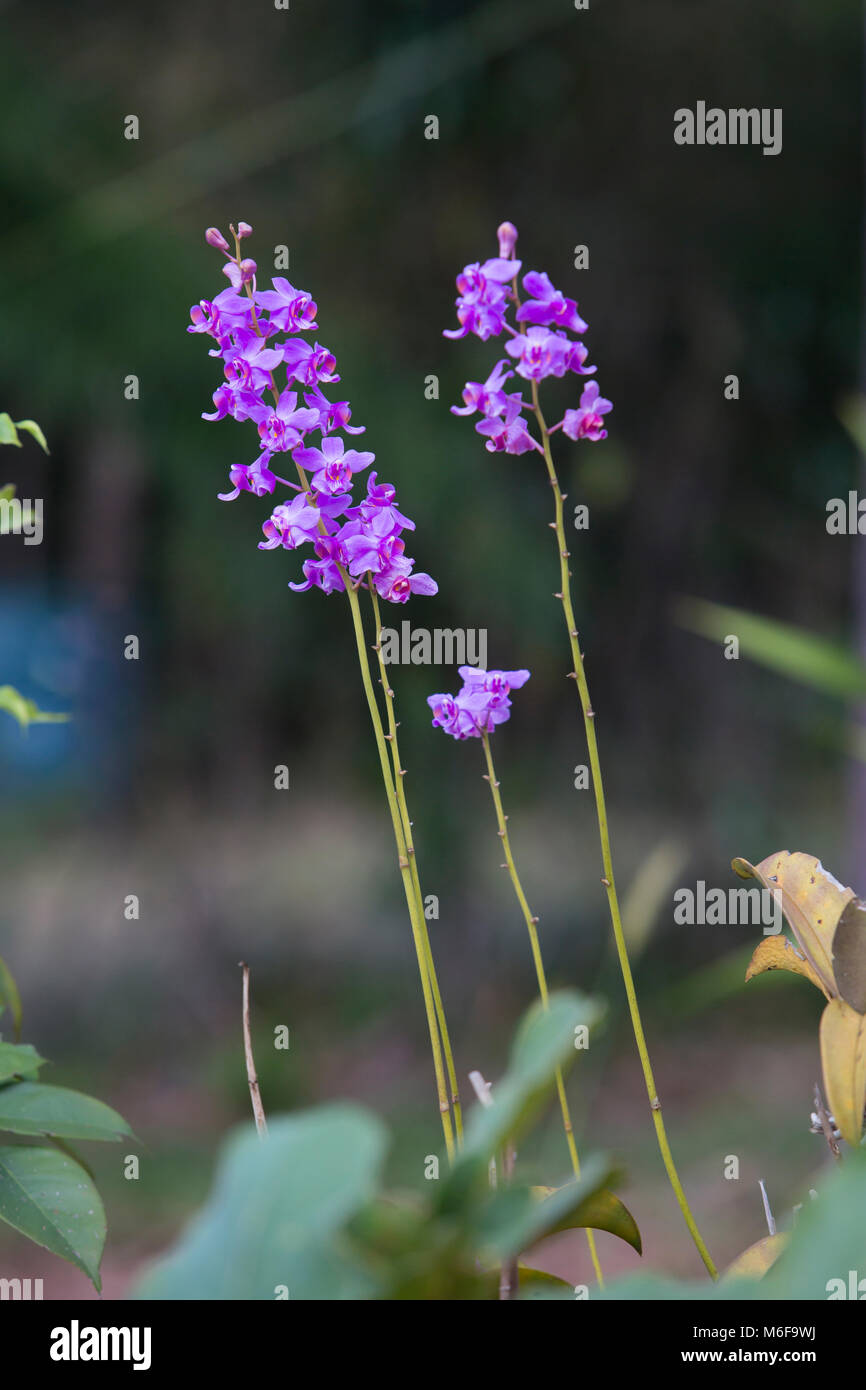 Doritis pulcherrima, orchidee Garten im Winter oder Frühling Postkarte Schönheit und Landwirtschaft Idee Konzept Design. Dendrobium Orchid. Hybrid Orchid. Stockfoto