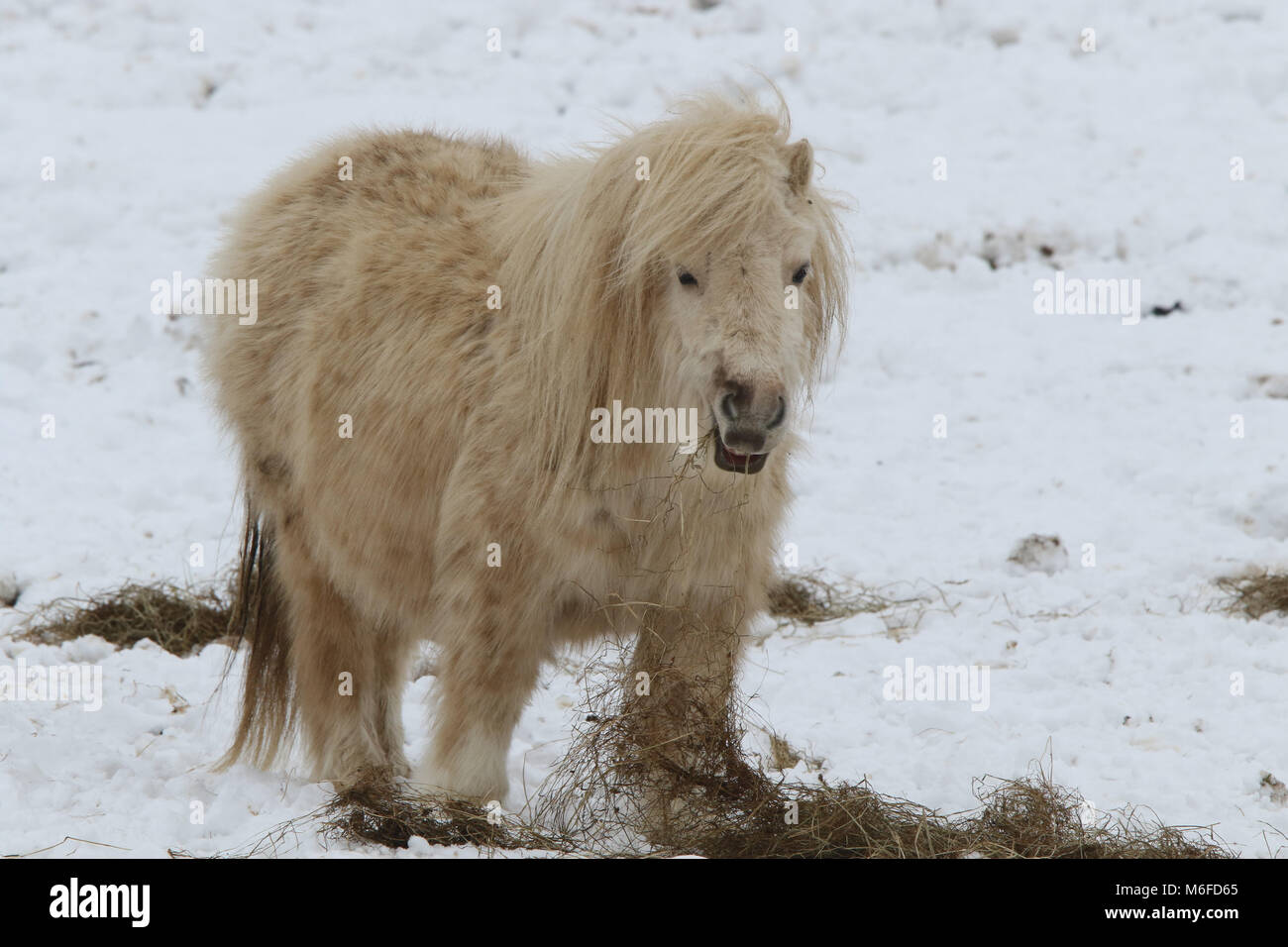 Howardian Hills, North Yorkshire, Großbritannien. 3rd. März 2018. Shetland Ponys Fütterung in den eisigen Wetterbedingungen Kredit: Kredit: Matt Pennington / Alamy Live Nachrichten Stockfoto